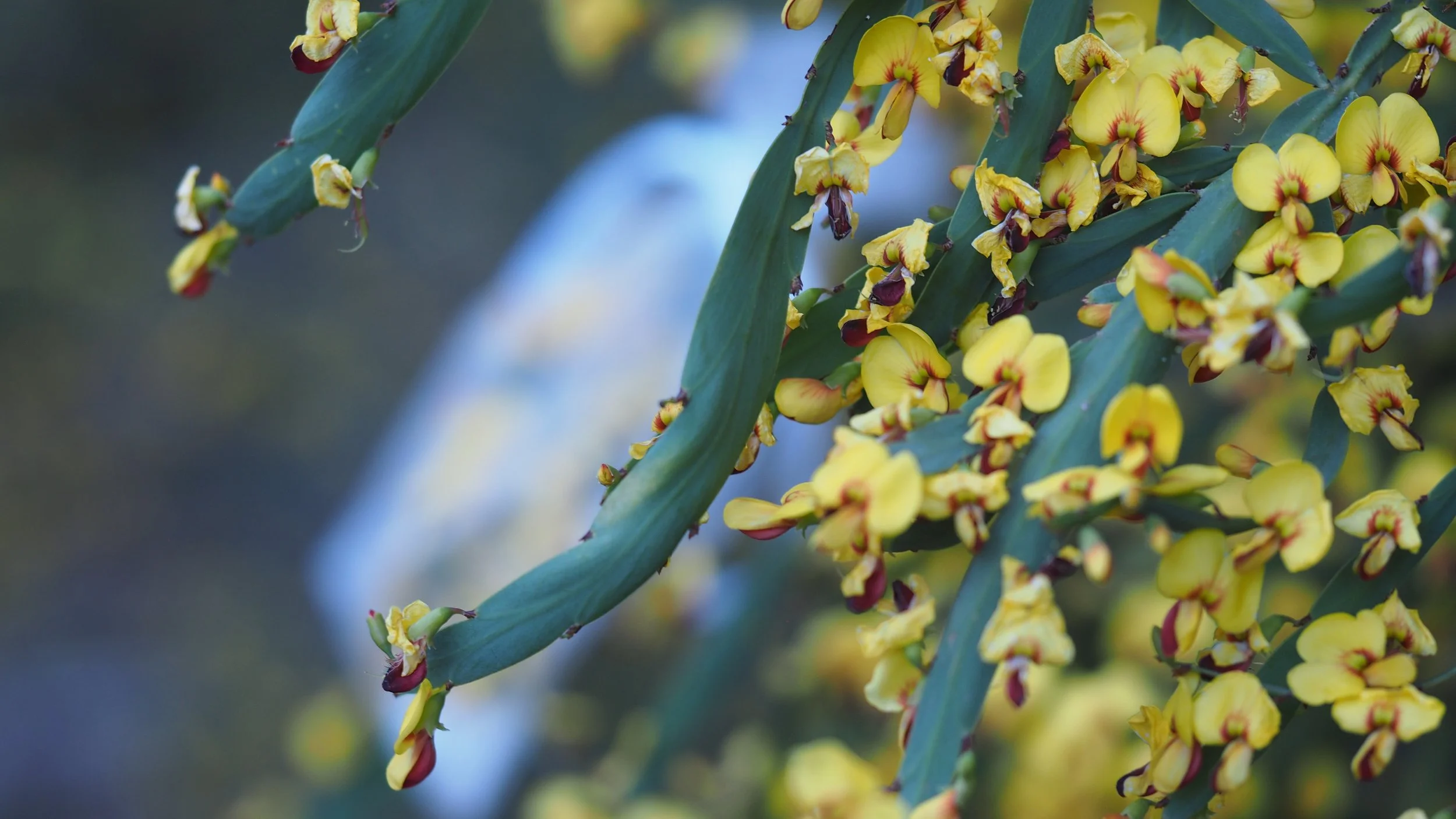 Bossiaea fragrans_flowers_CDoyle (2).JPG