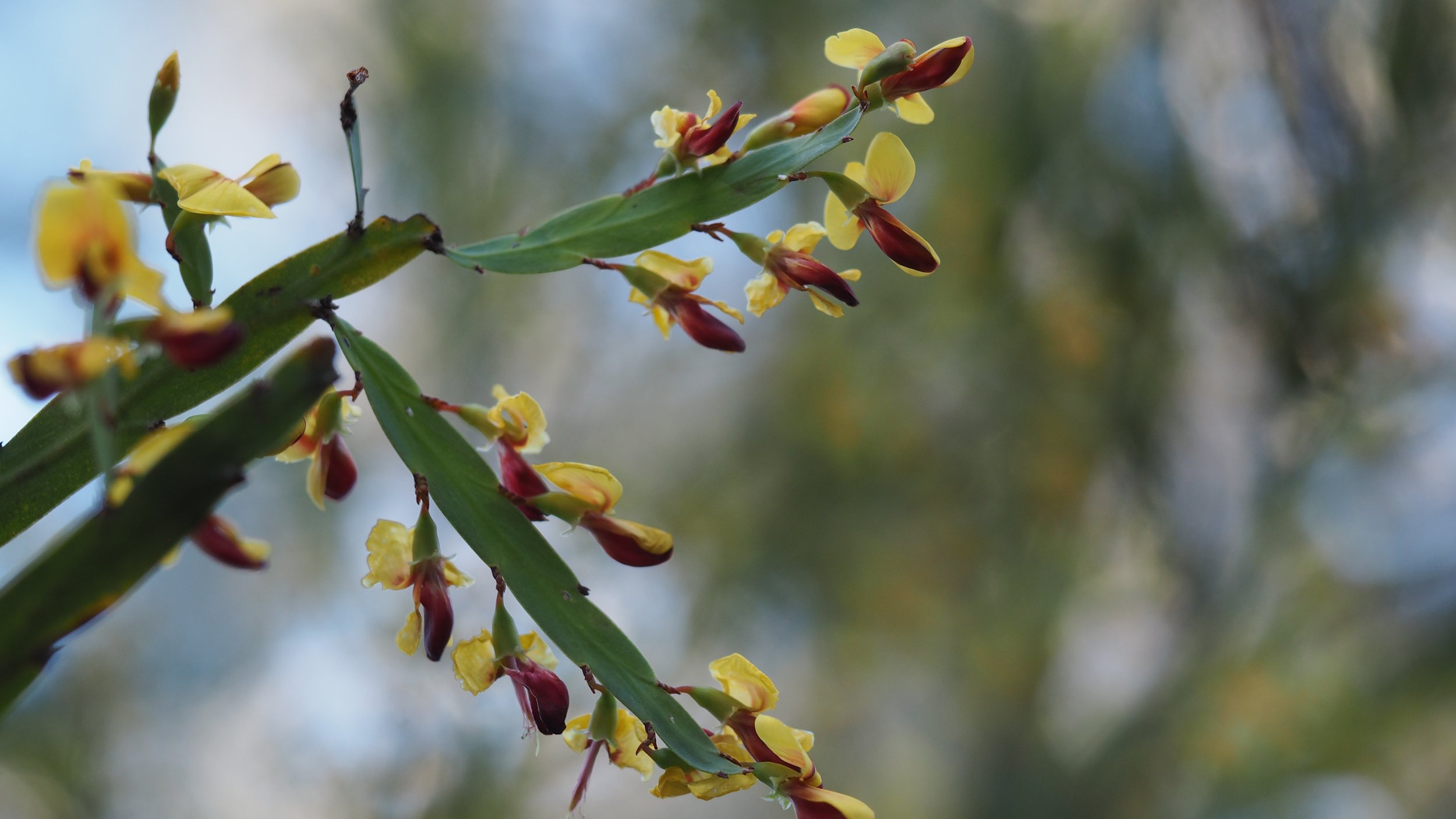 Bossiaea fragrans_flowers_CDoyle.JPG