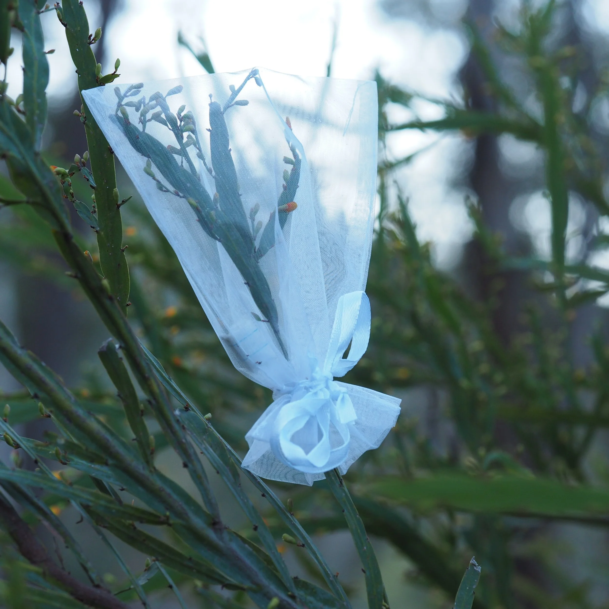 Bagged B fragrans buds_CDoyle.JPG