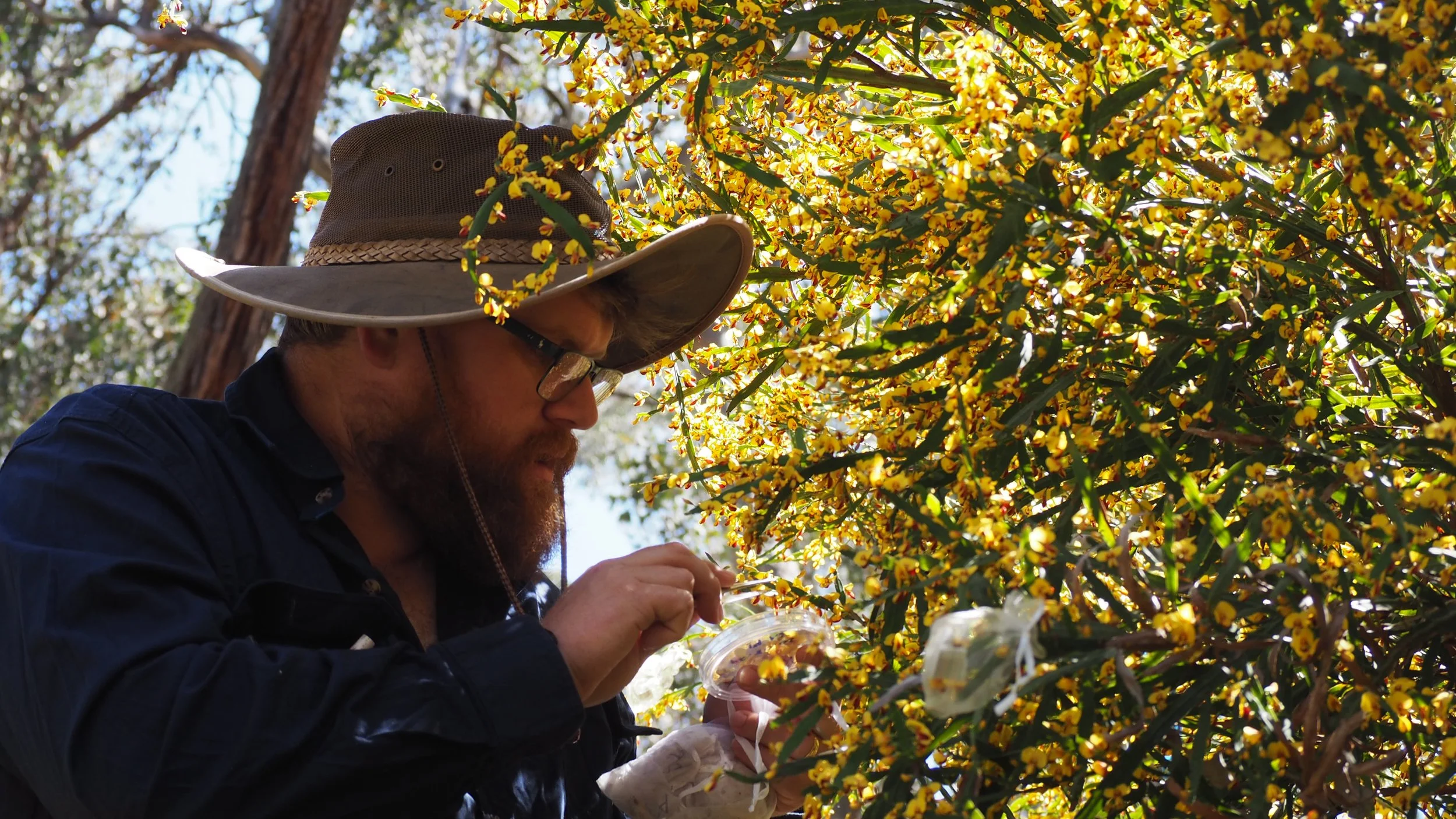 A man with a beard, blue collared long sleeve shirt and broad brimmed hat crouches in front of a green bush. The bush is covered in bright yellow and red pea flowers. The man is using tweezers to hand pollinate the flowers