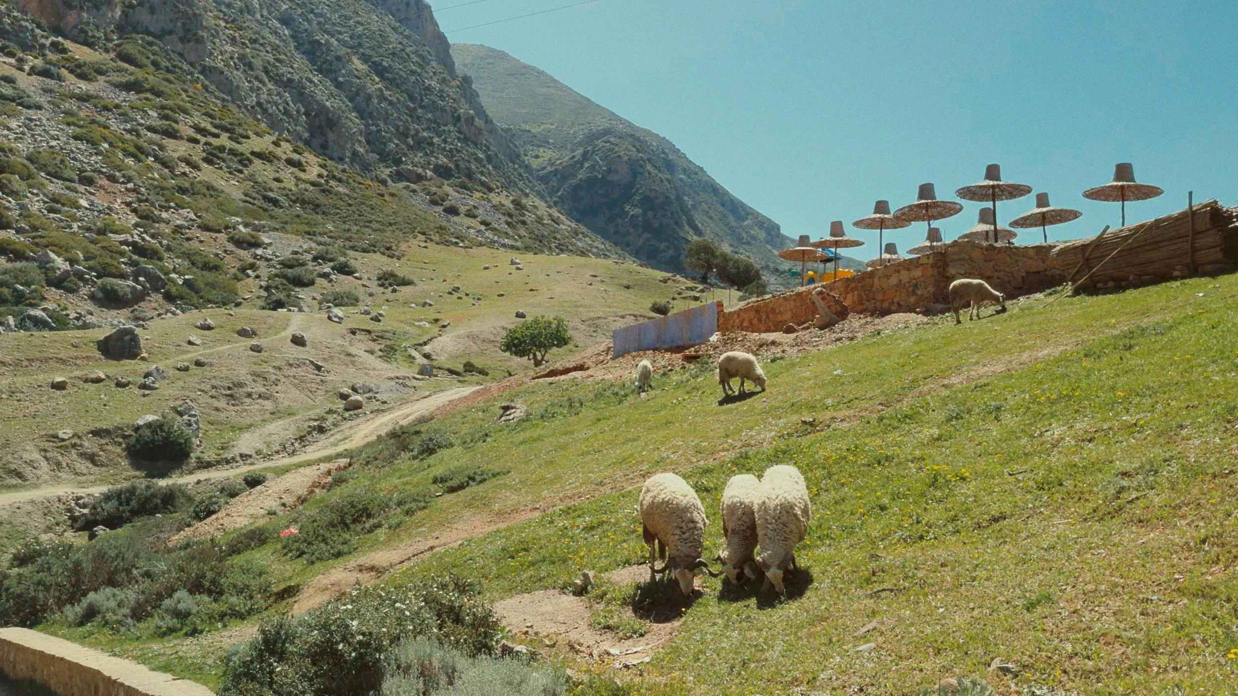 Sheep in Morocco