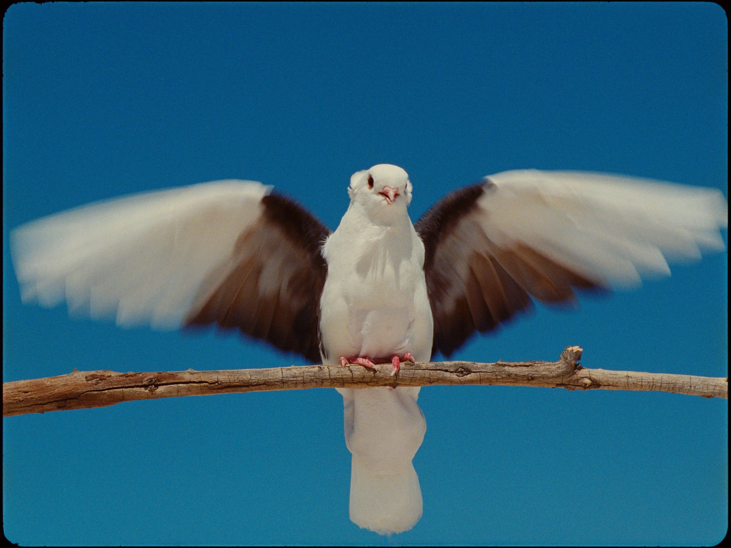 Screenshot 2026-02-09 at 7.49.16 AM (4).jpg