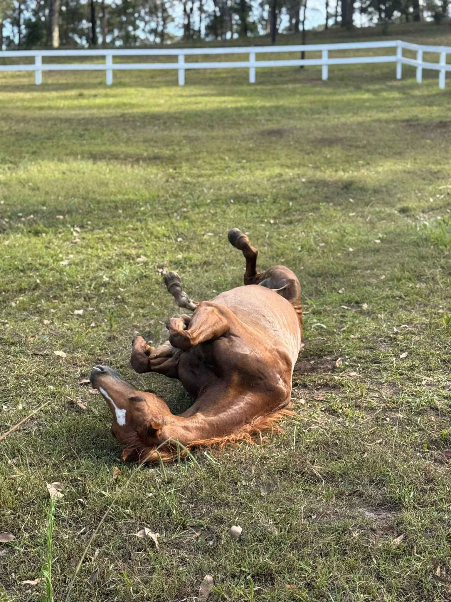 The Mind-Body Connection: Lessons from Gabor Maté applied to Dressage riders and their horses