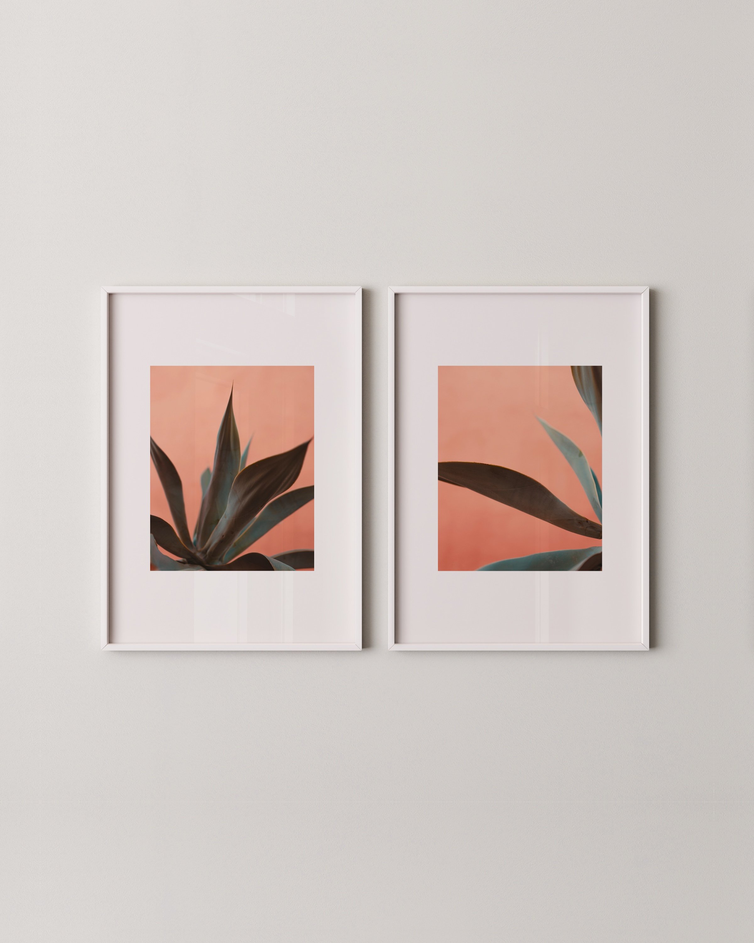 AGAVE PHOTOGRAPHY EDIT 2.02