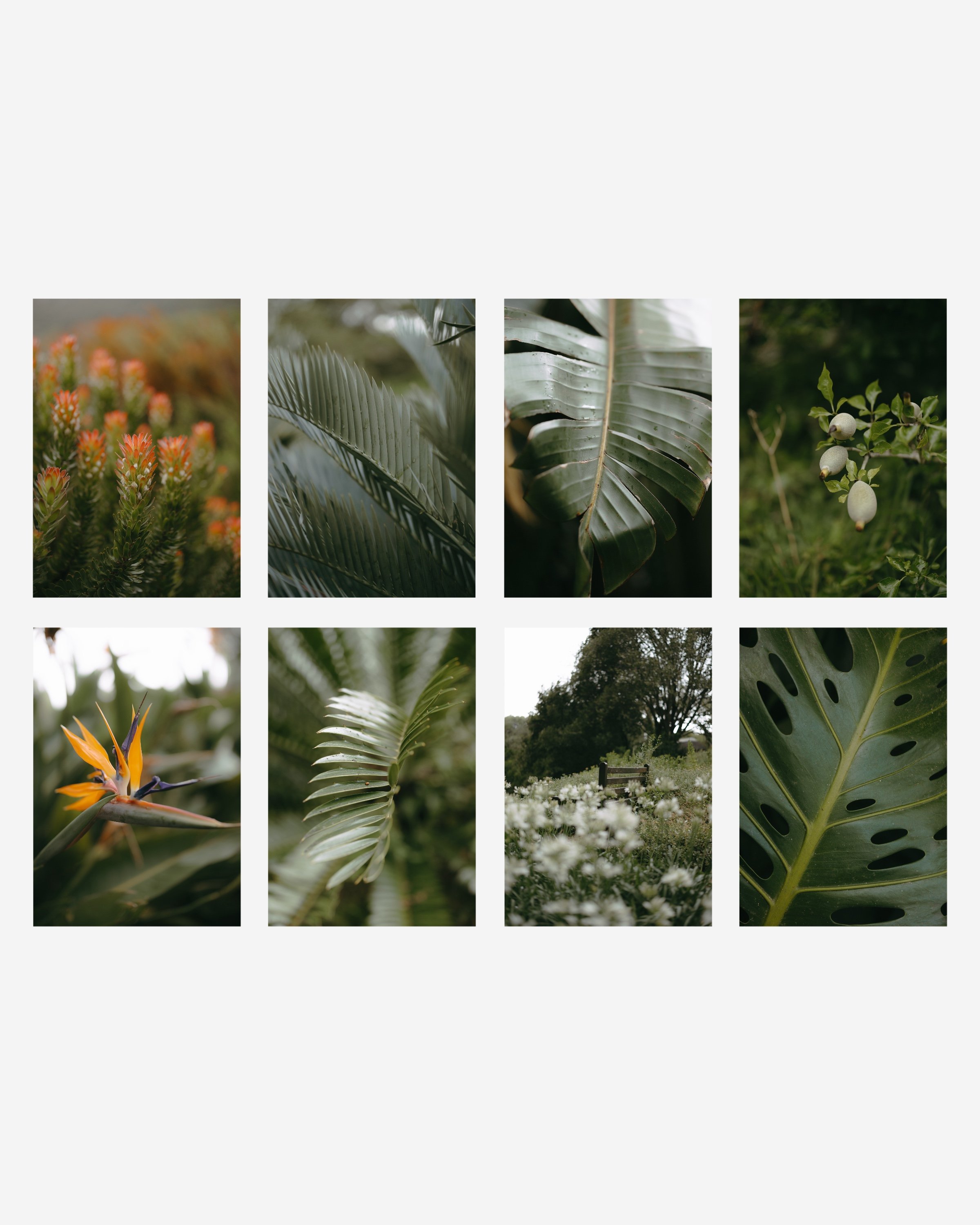 Collection of 20 South African stock photos featuring nature, wildlife, and flora for commercial use, no AI used.