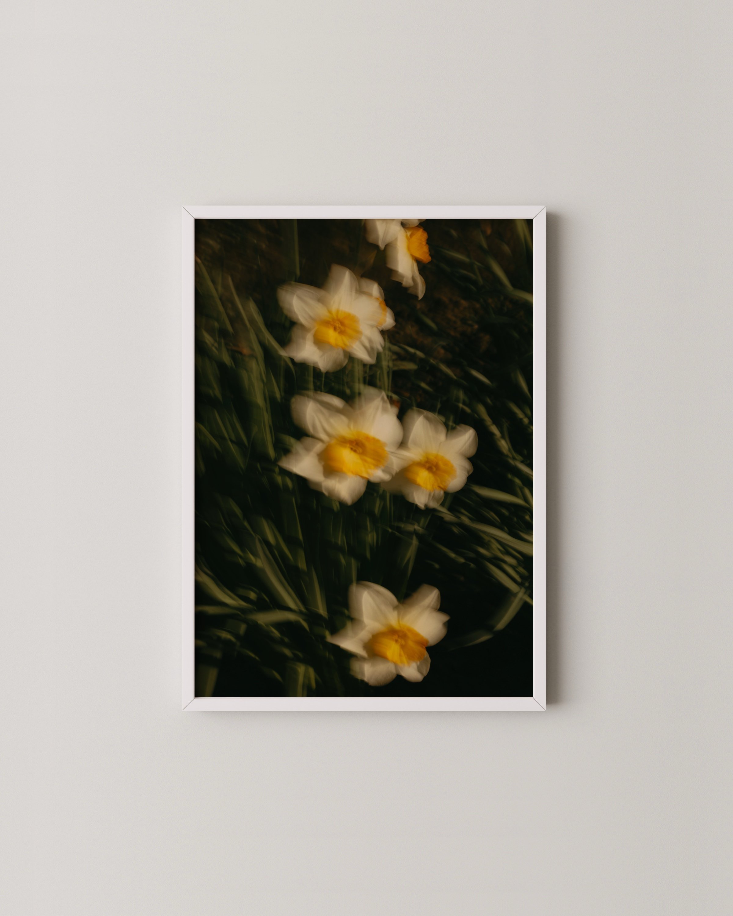 MOTION DAFFODILS EDIT. 106