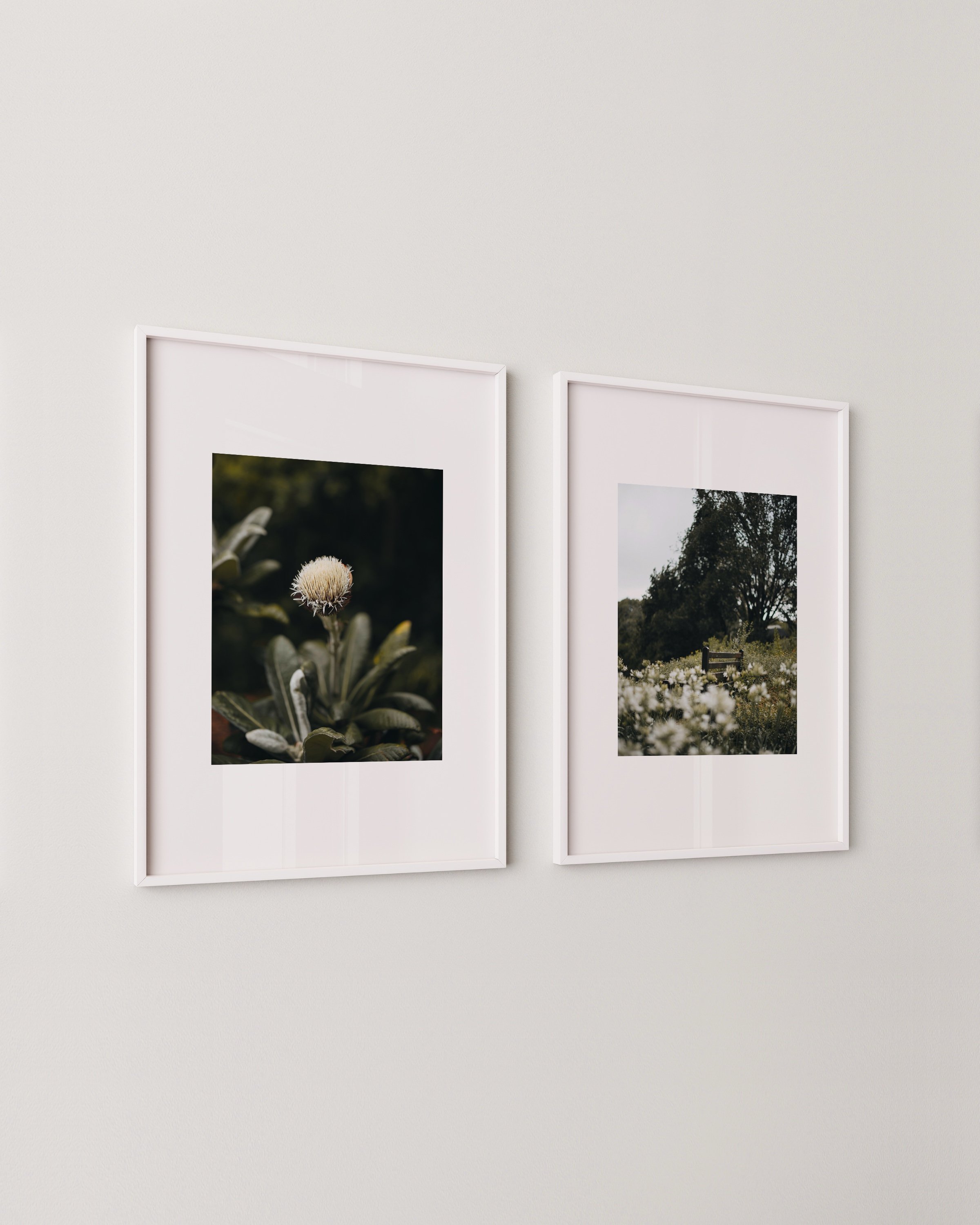 Set of two botanical photo prints, one shows a close-up of a fluffy thistle flower, the other features a peaceful bench in a field of soft white wildflowers.