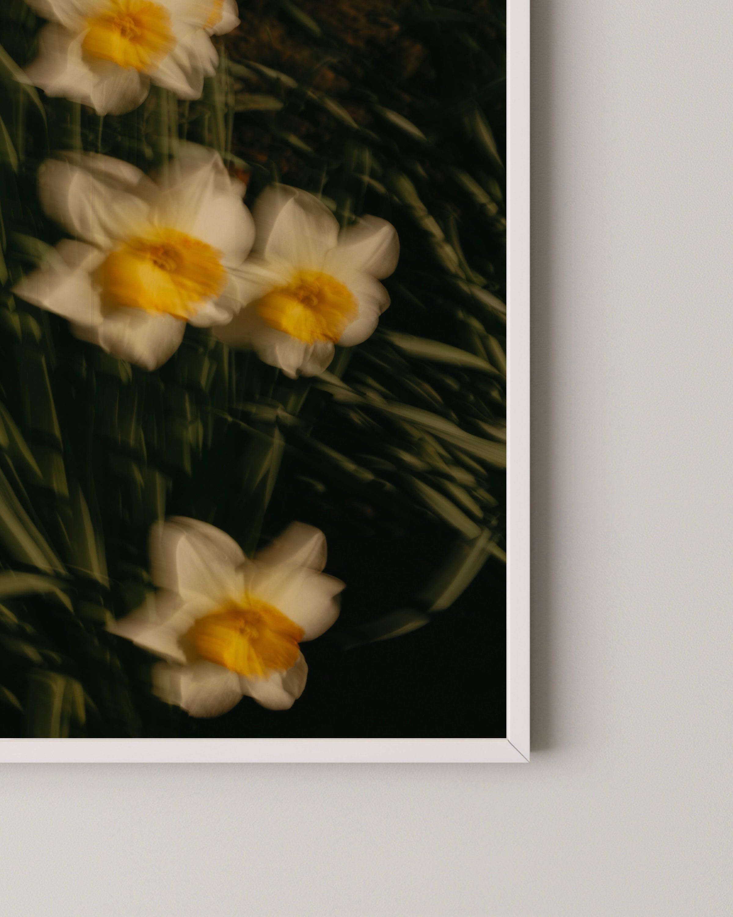 Artistic photo of yellow and white daffodils in soft focus, surrounded by green grass, framed in white.