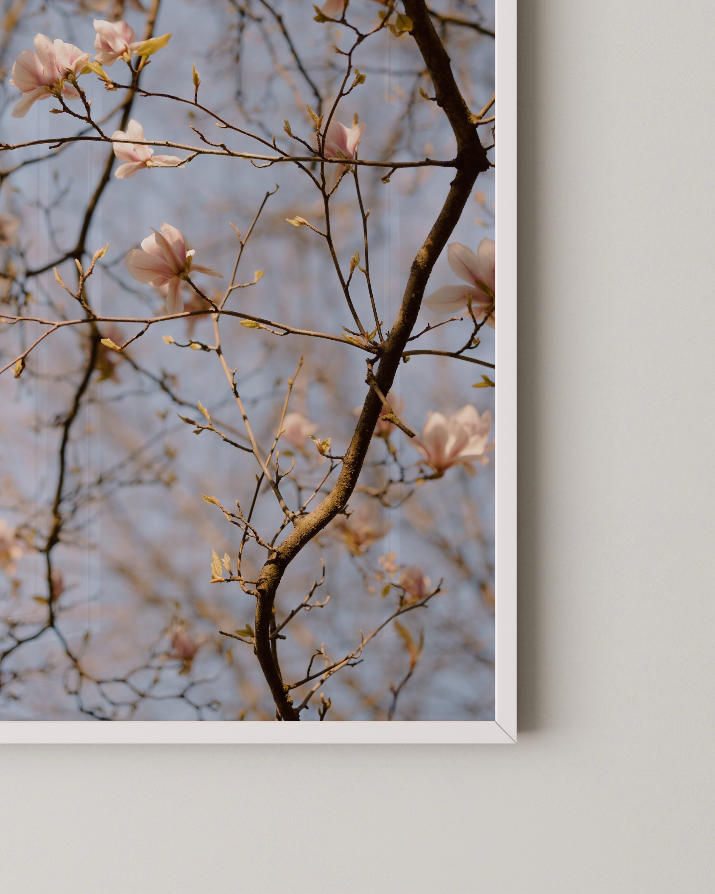 Photo of pale pink magnolia flowers on delicate tree branches against a light blue sky.