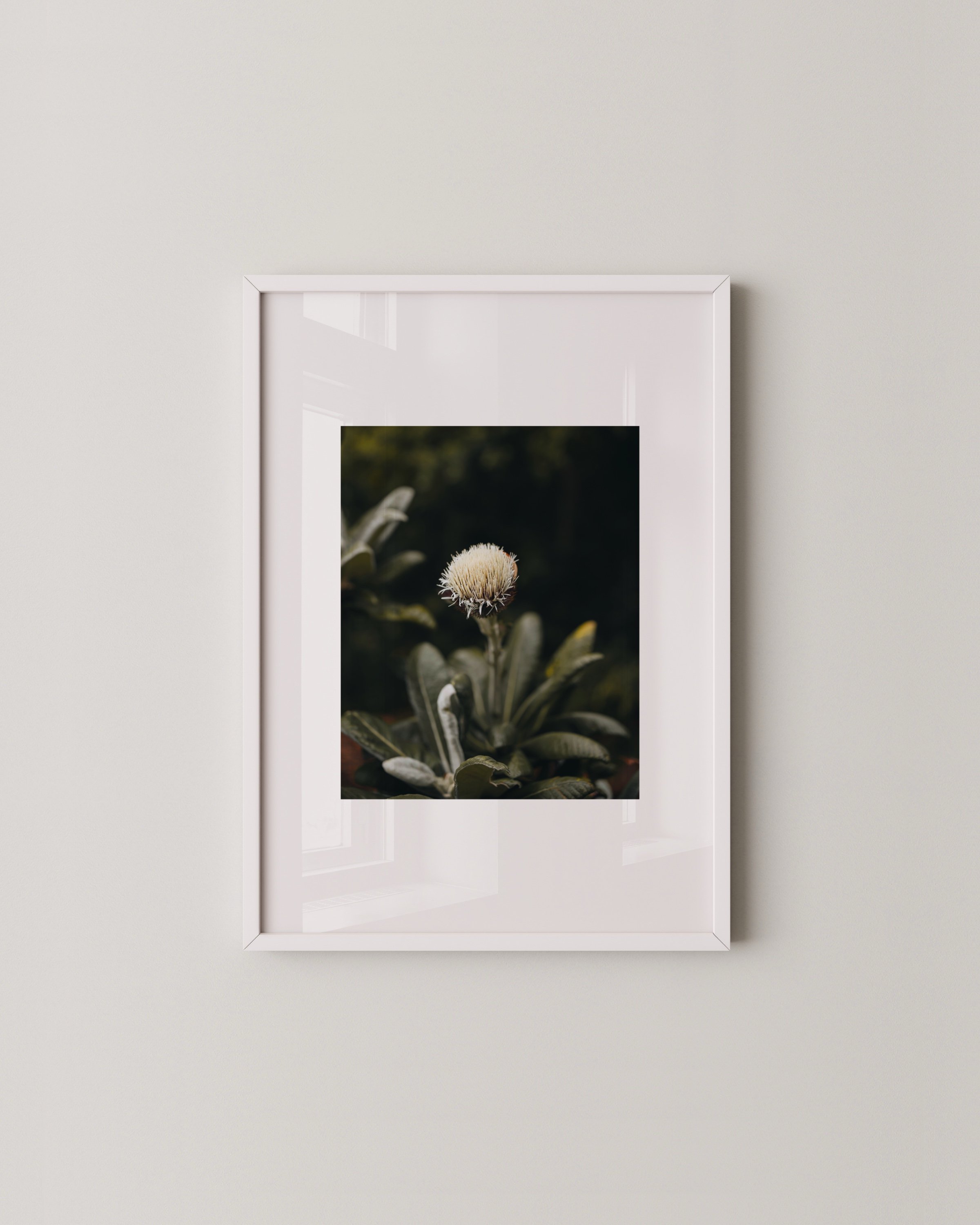 Set of two botanical photo prints, one shows a close-up of a fluffy thistle flower, the other features a peaceful bench in a field of soft white wildflowers.