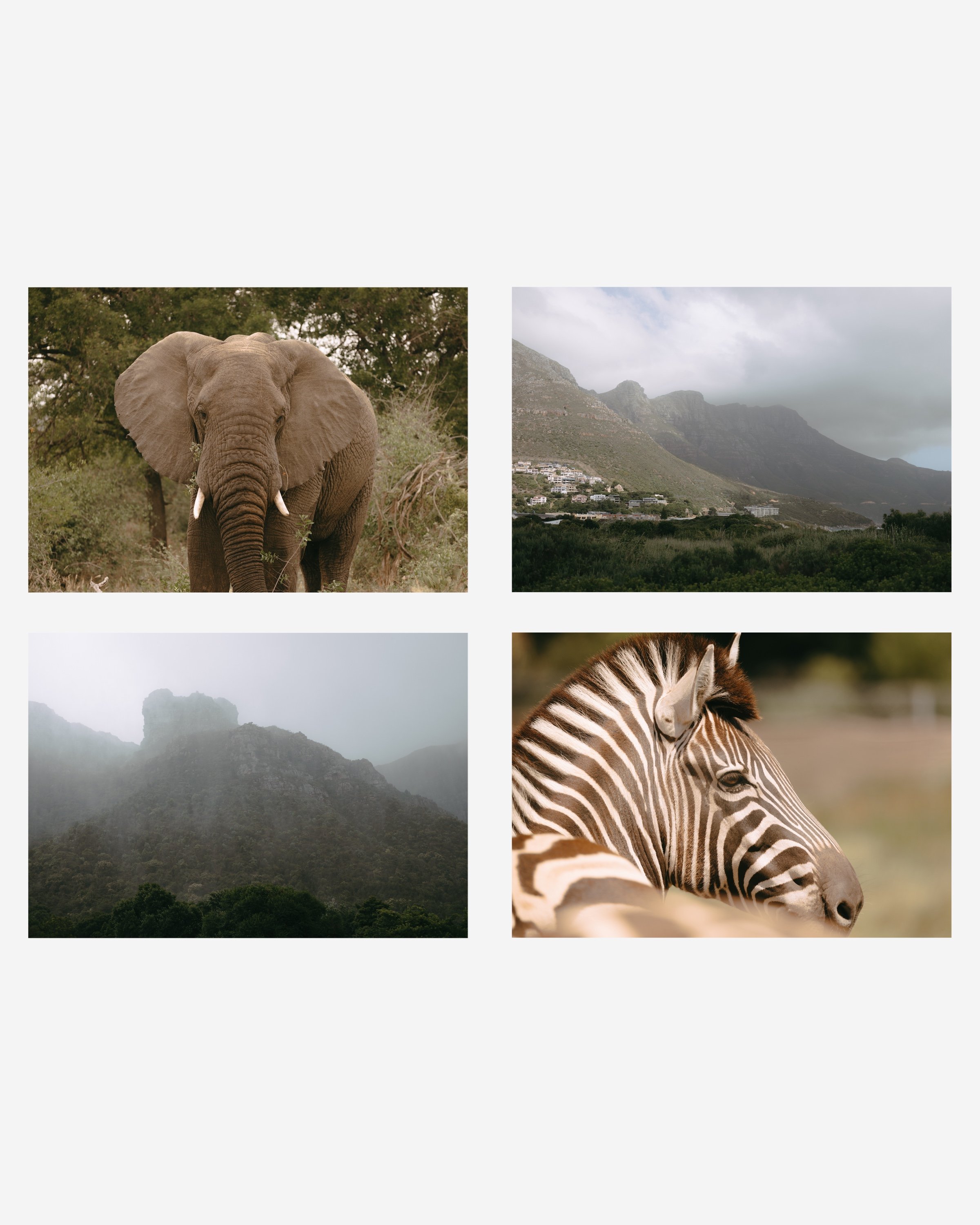 Collection of 20 South African stock photos featuring nature, wildlife, and flora for commercial use, no AI used.