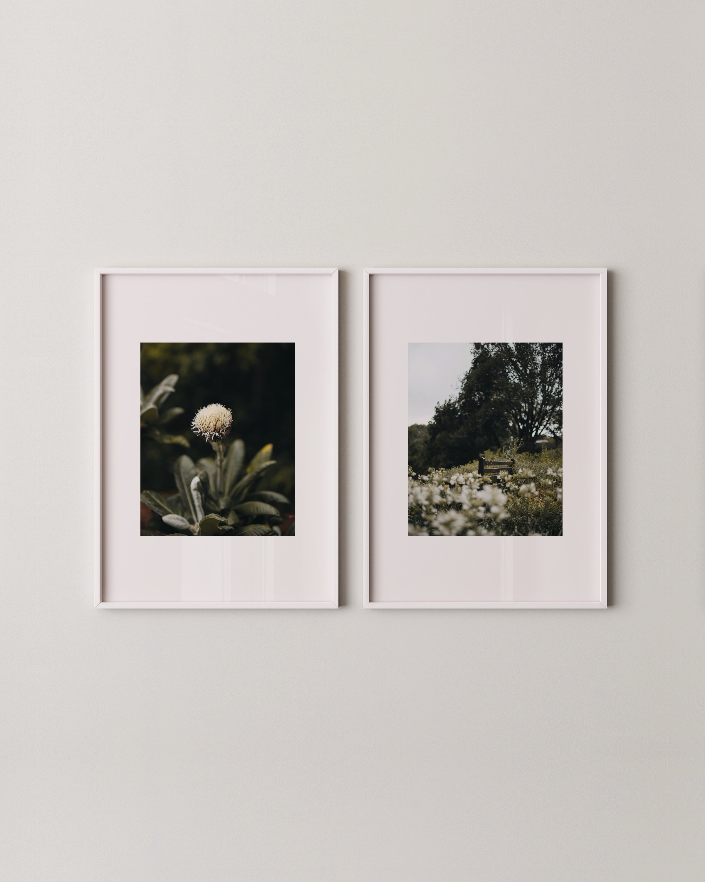 Set of two botanical photo prints, one shows a close-up of a fluffy thistle flower, the other features a peaceful bench in a field of soft white wildflowers.