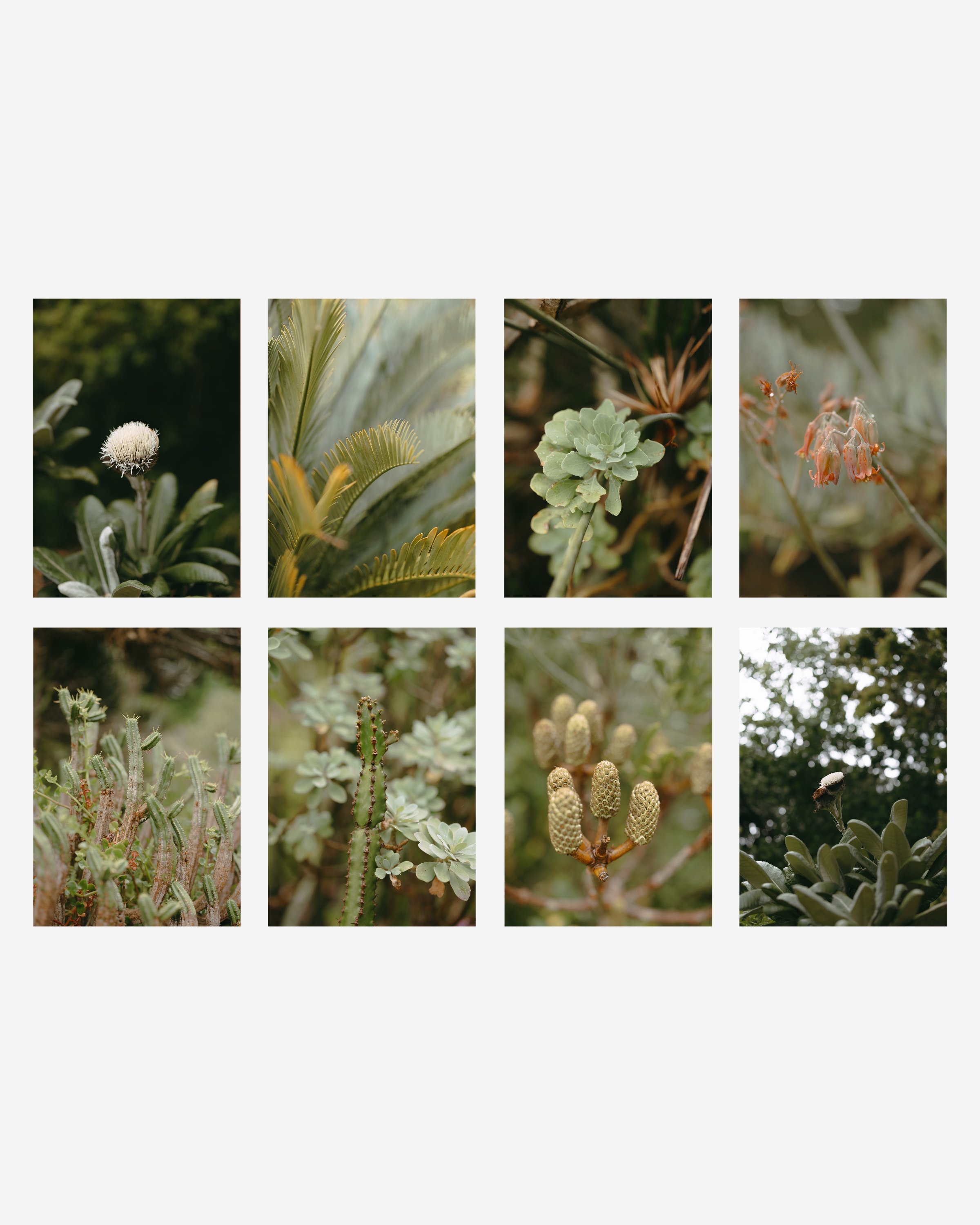 Collection of 20 South African stock photos featuring nature, wildlife, and flora for commercial use, no AI used.