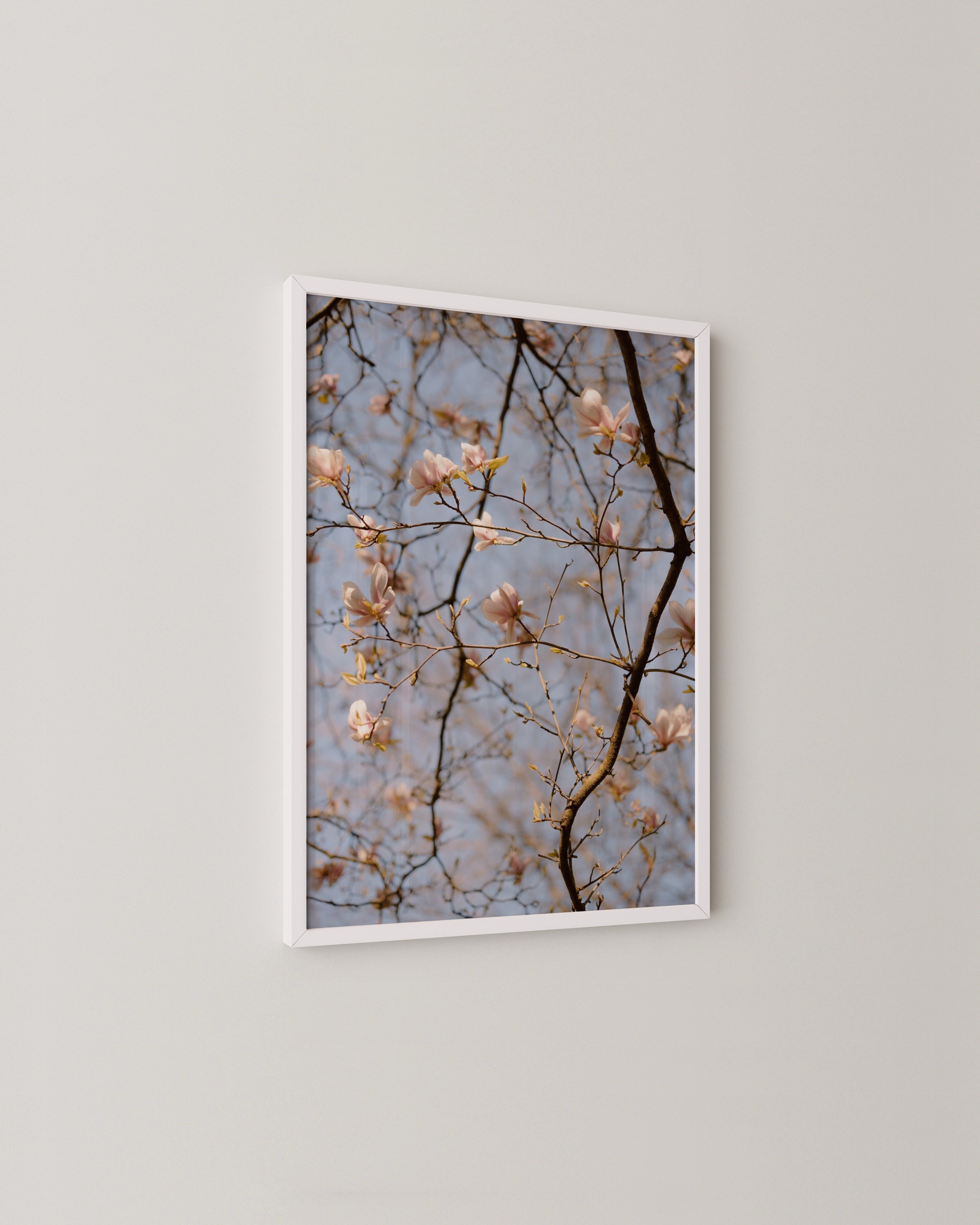 Photo of pale pink magnolia flowers on delicate tree branches against a light blue sky.