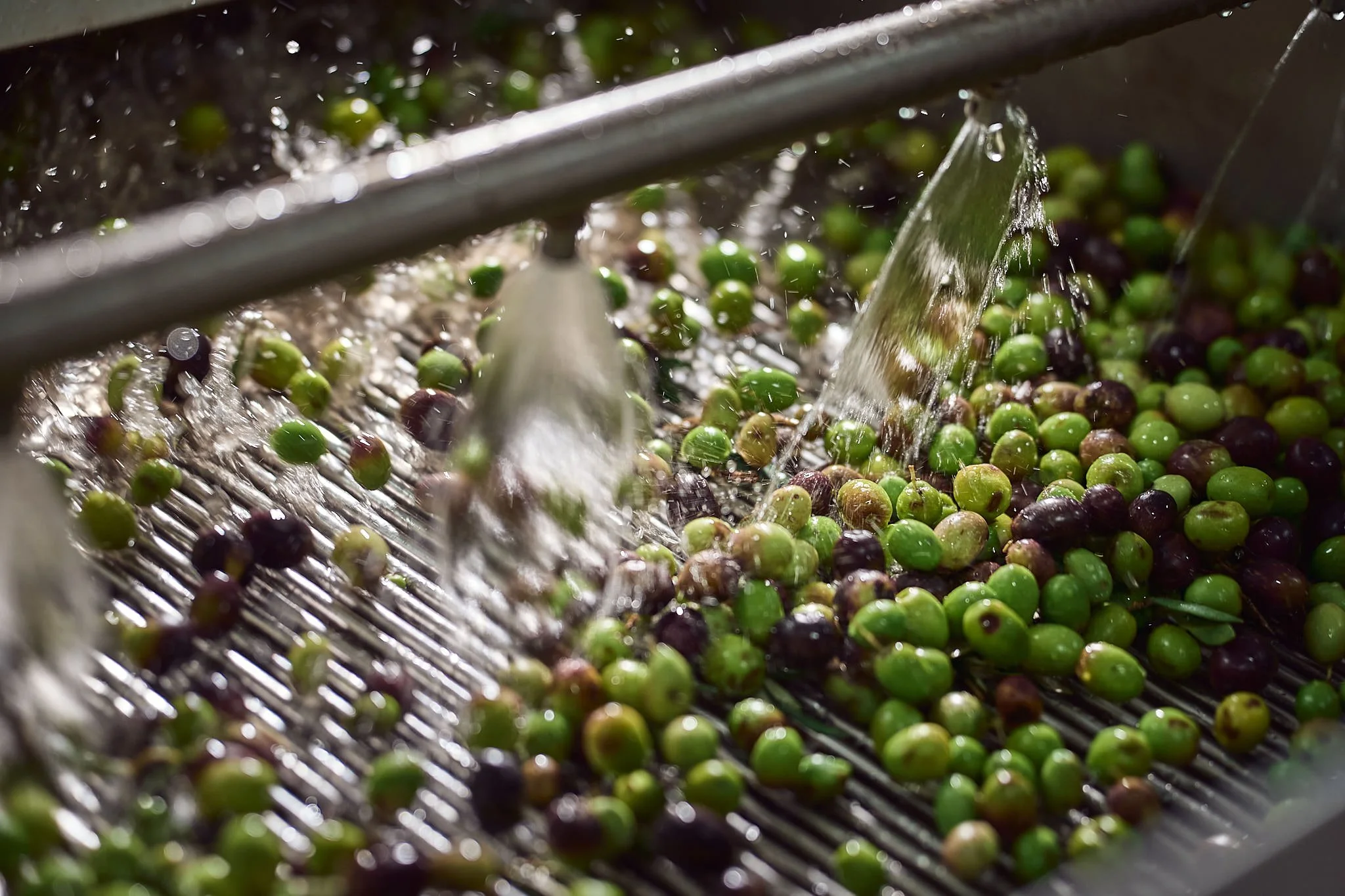 Sellas october_Web Size_SBouzoukas_7.jpg