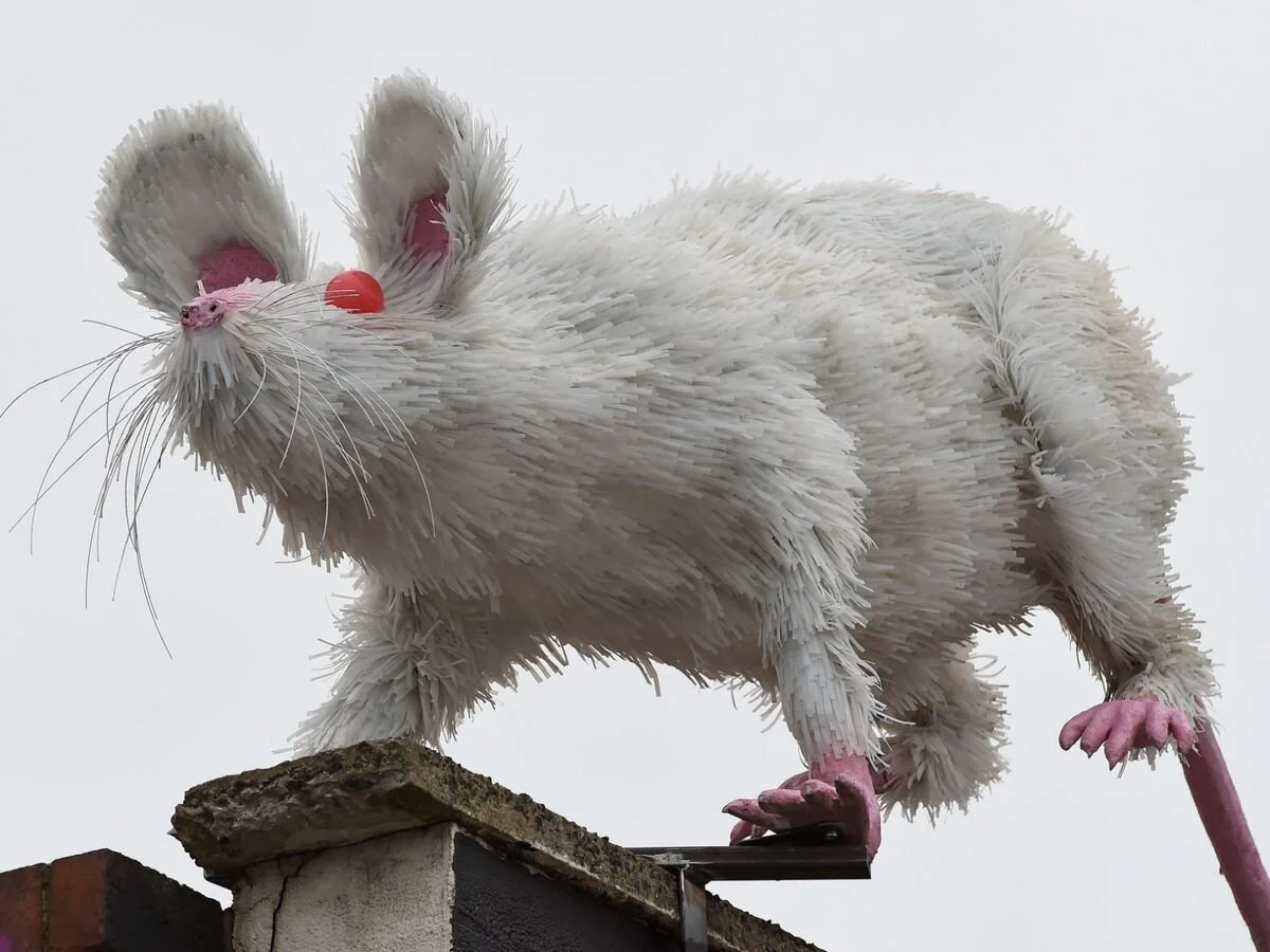 SUPER RAT — Faith Bebbington