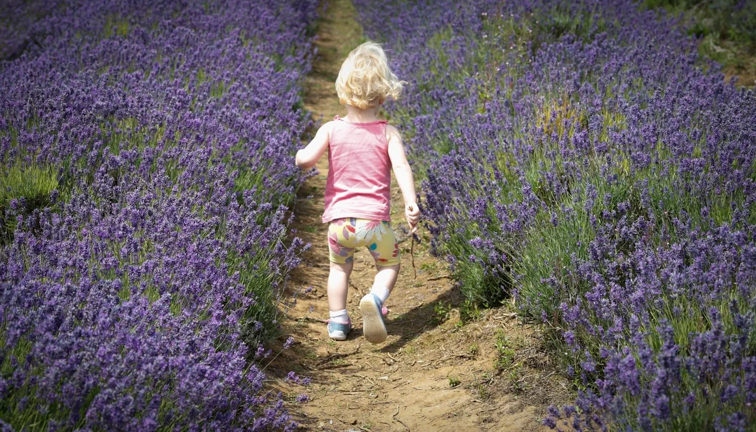 Making her way between the rows of lavender