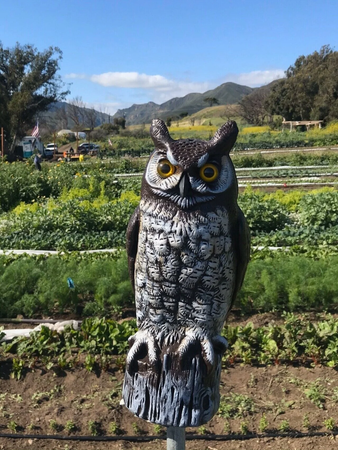 owl.jpg