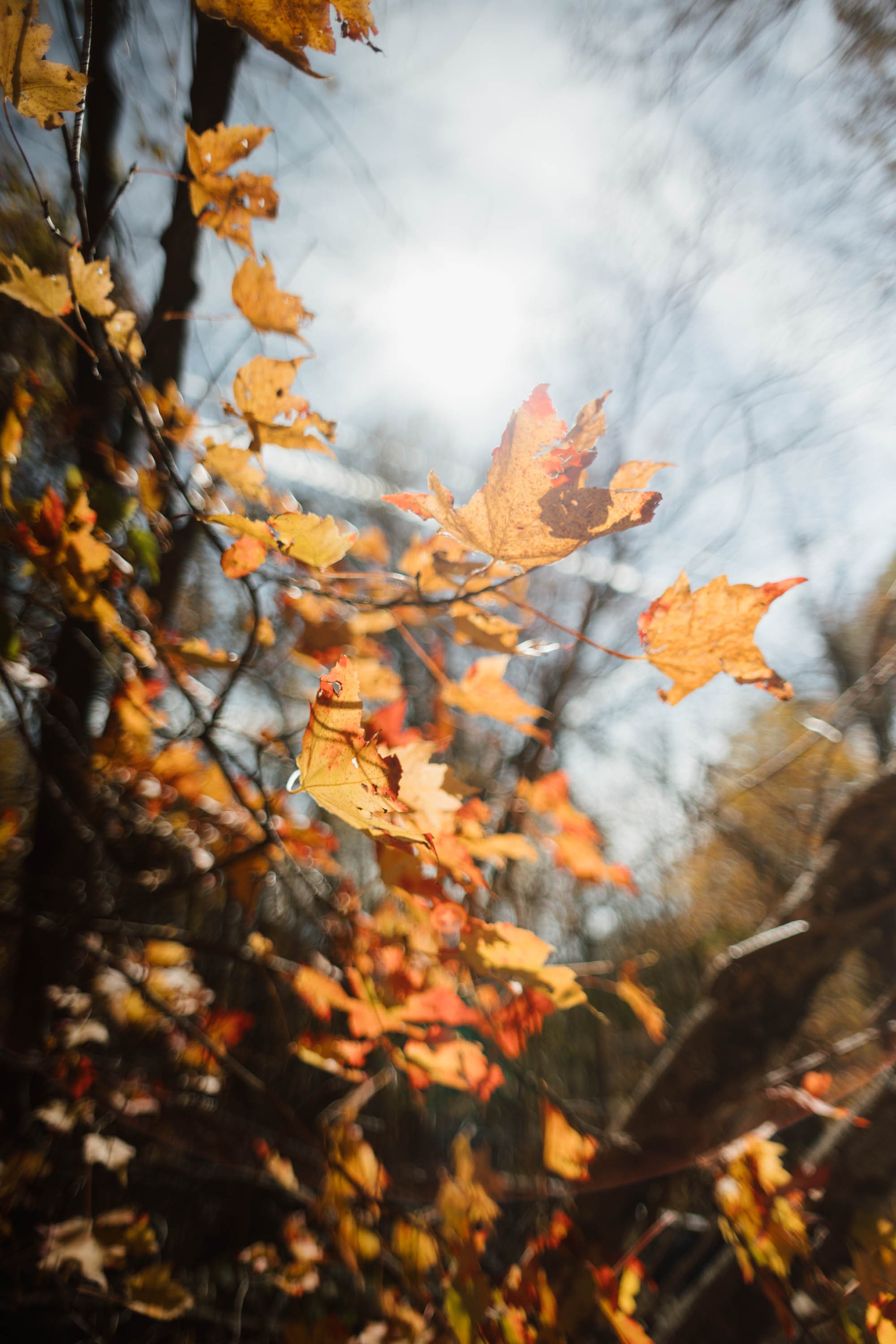 10.25 Shenandoah, VA