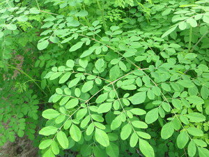 Benefits Of Moringa