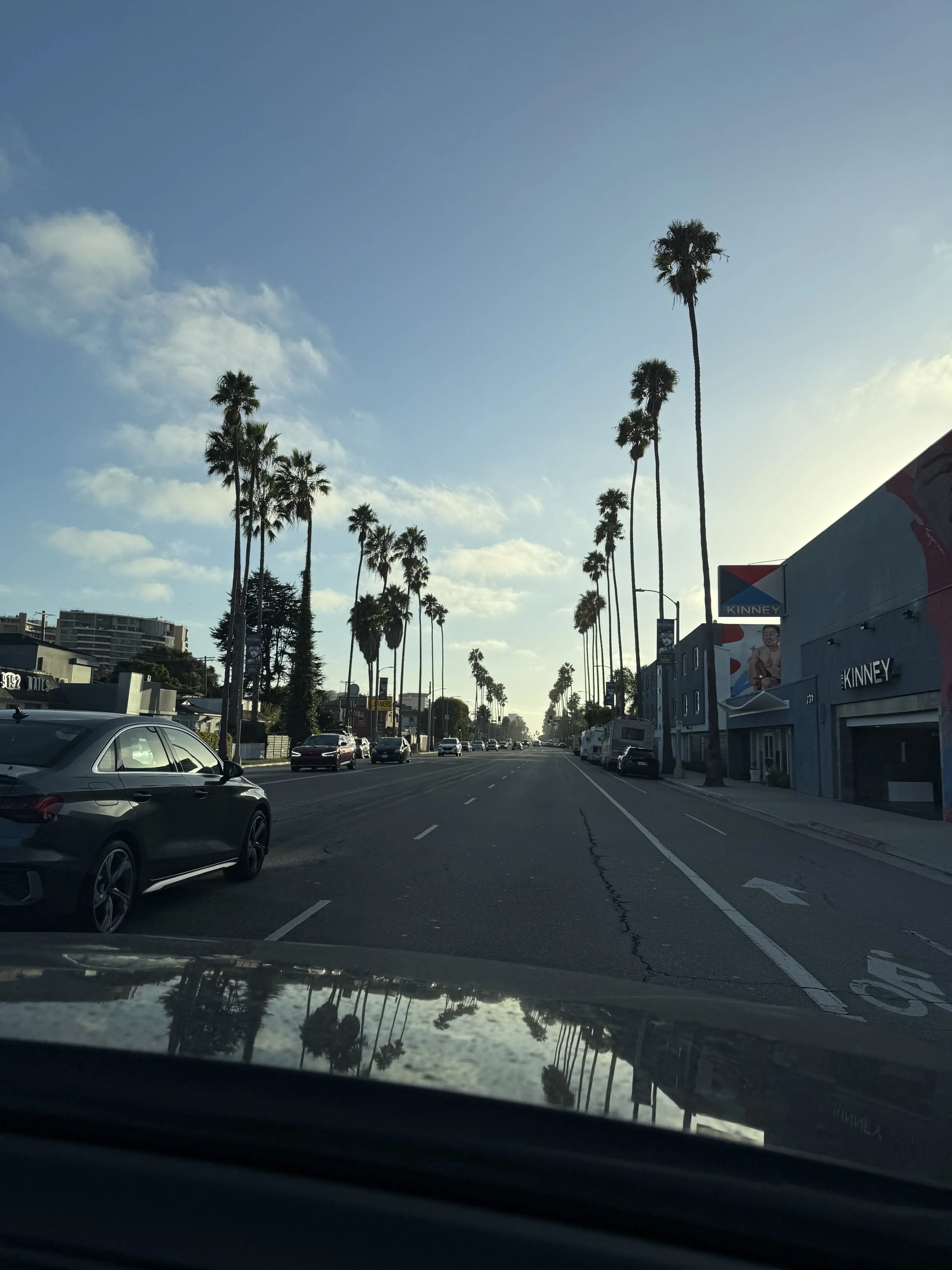 Iconic Palm-Tree Lined Roads in Los Angeles