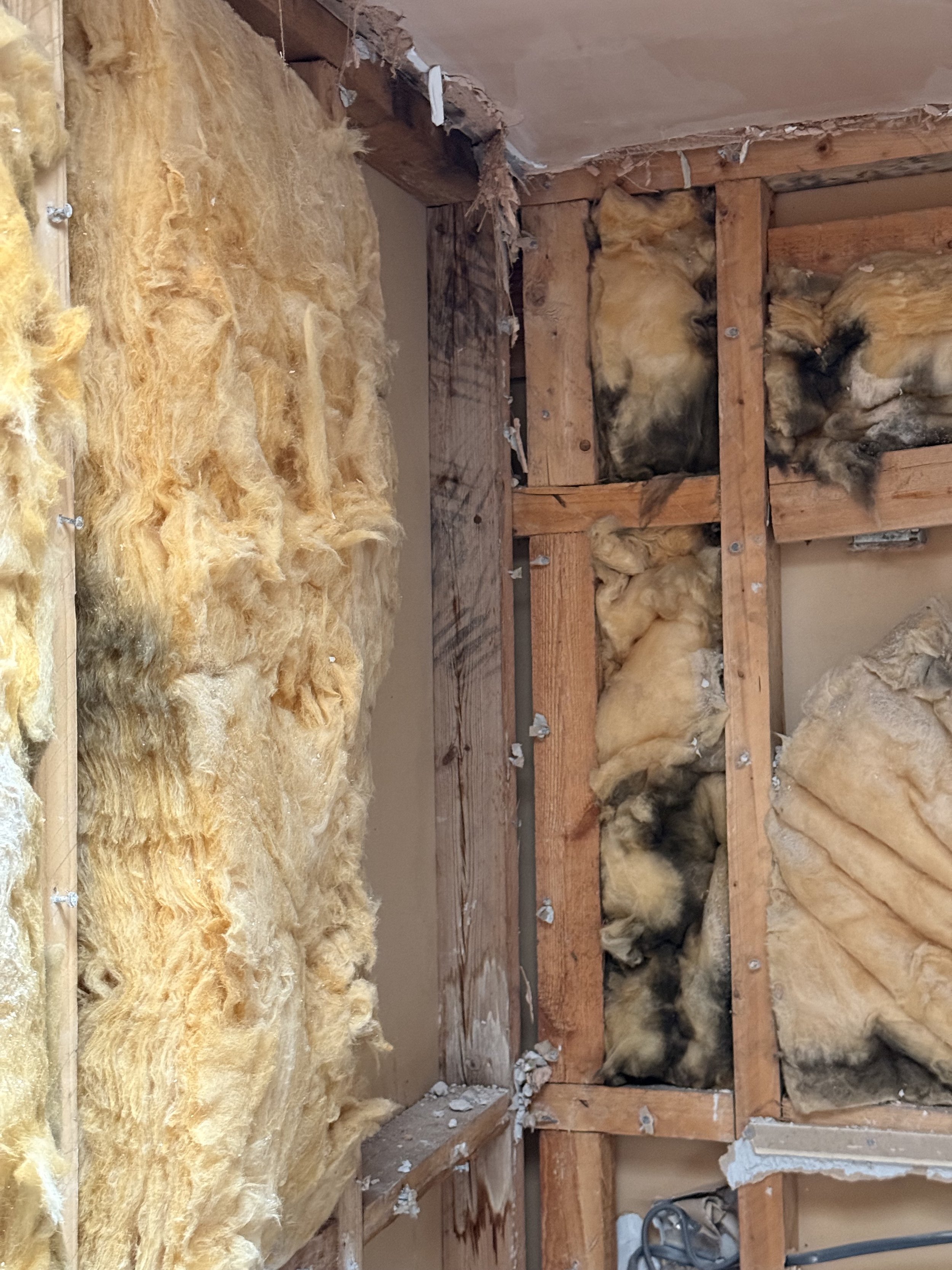 Insualtion showing damp and mold left untouched.jpeg