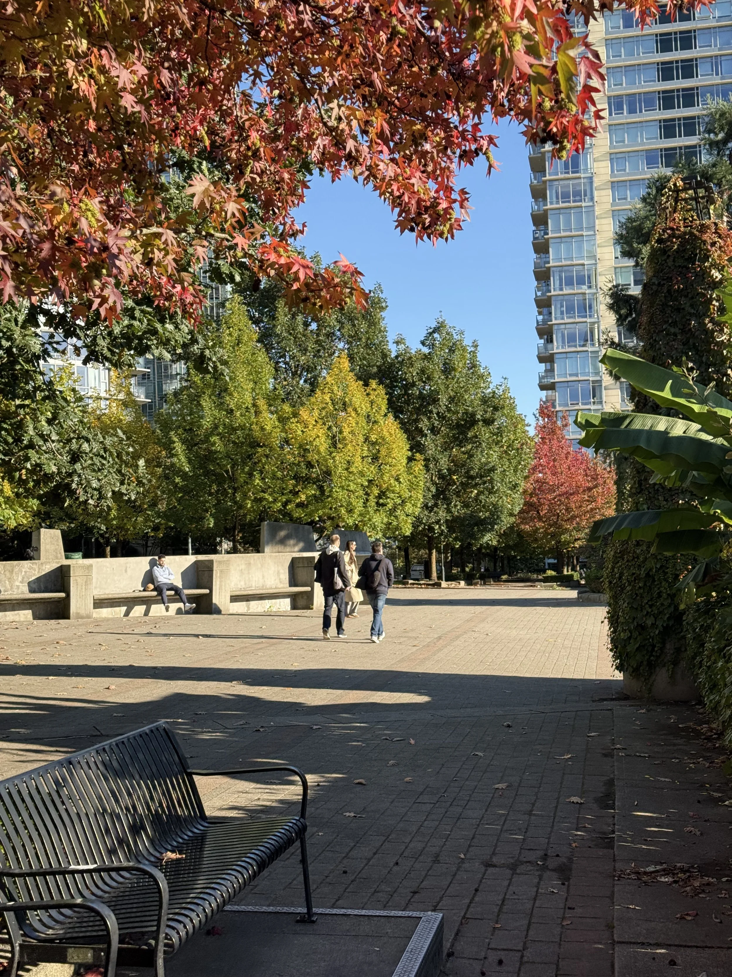 Fall leaves in Vancouver.jpeg