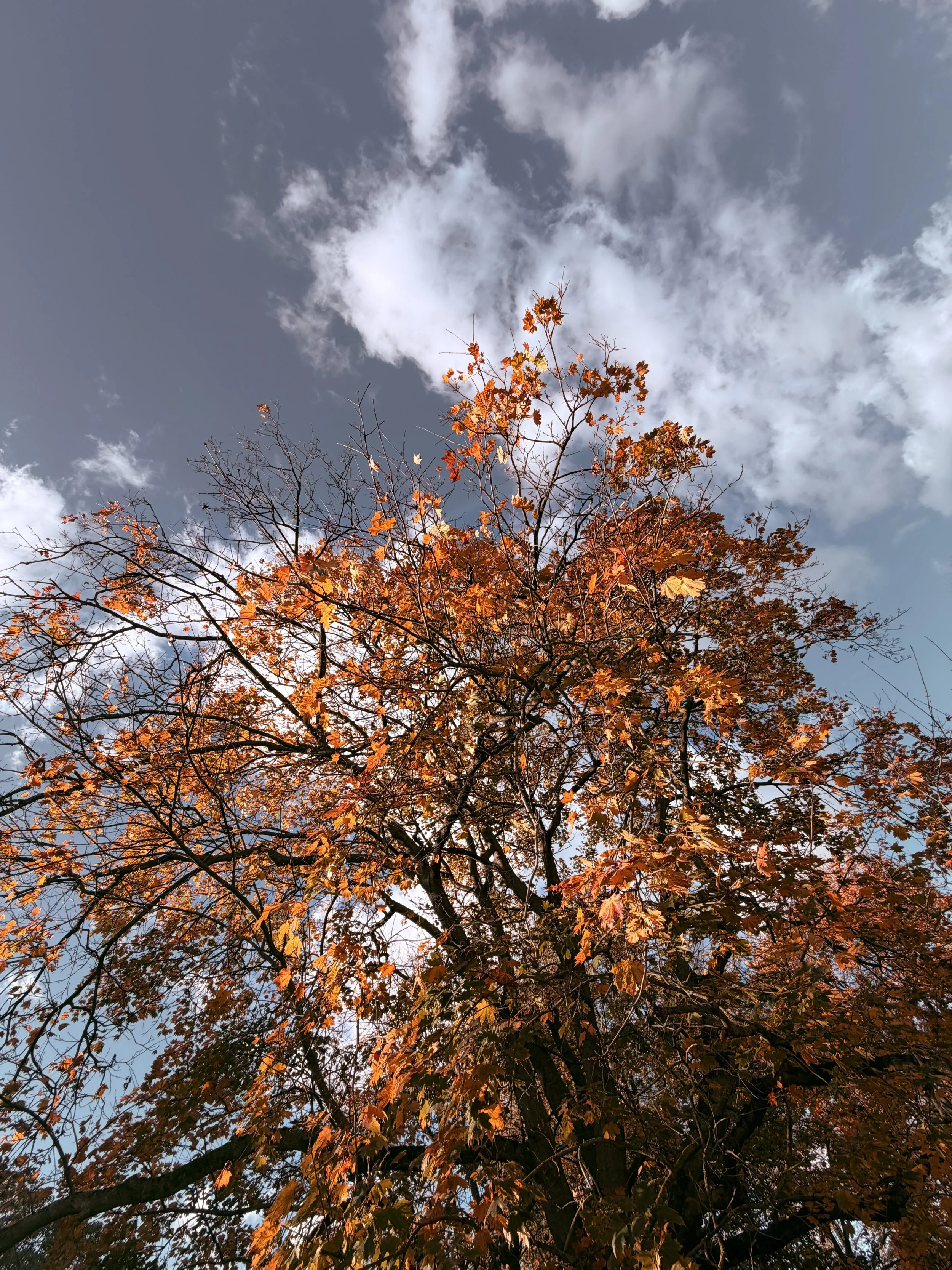 Look up in London OCt 25.jpeg