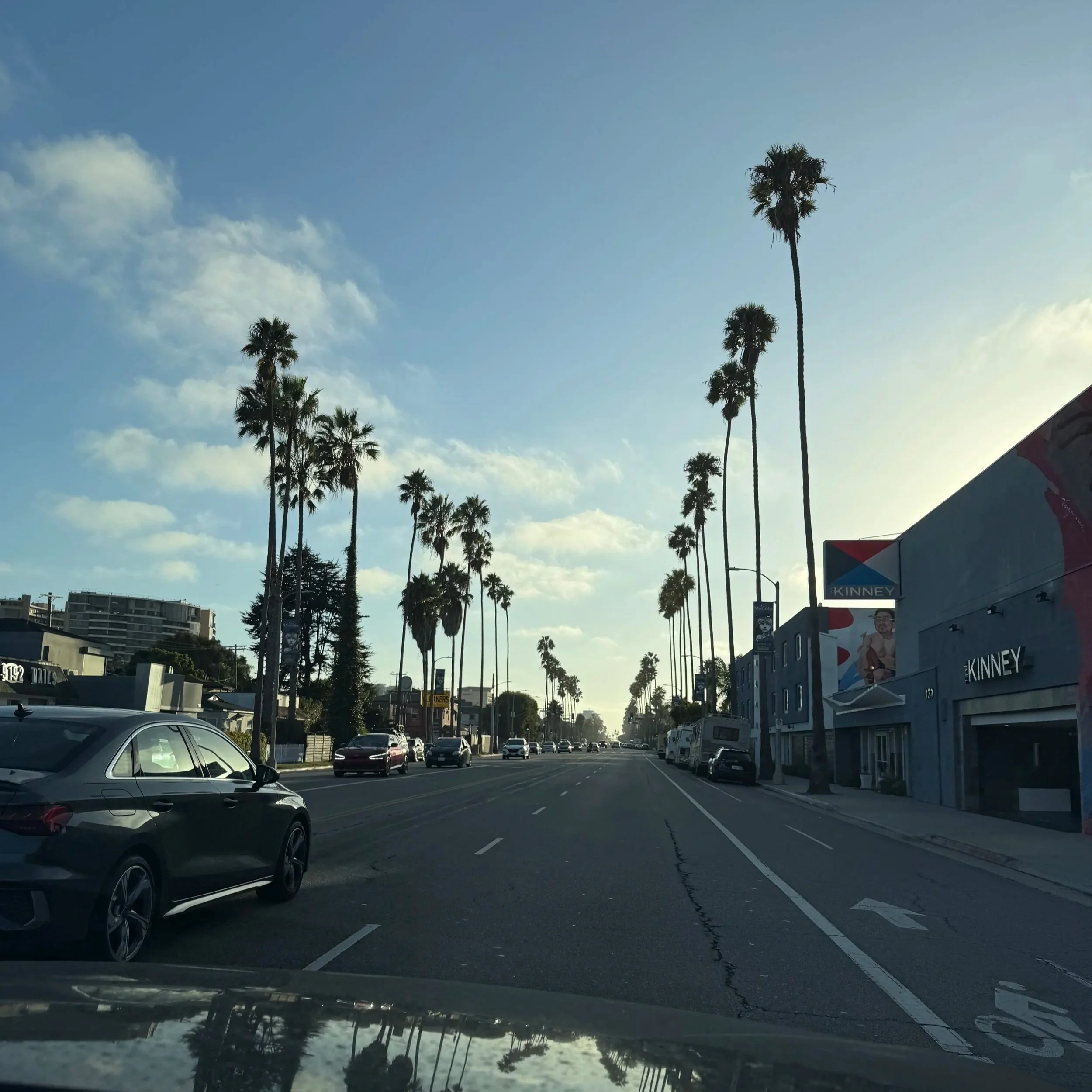 Iconic Palm-Tree Lined Roads in Los Angeles