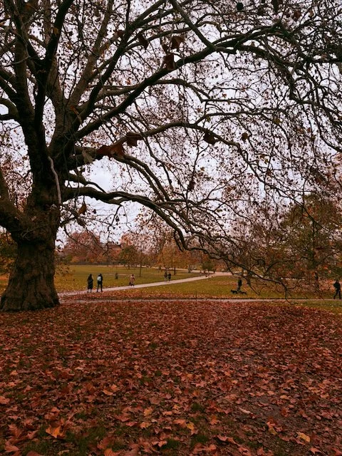 Bare autumn tree in London park