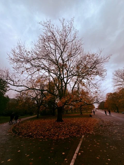 Autumn park path with fallen leaves