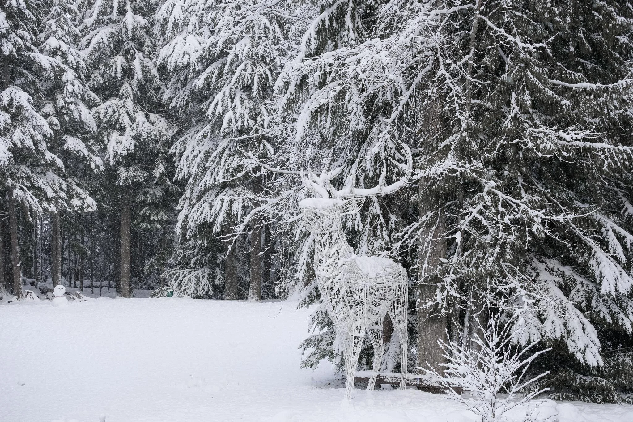 Illuminated Winter Reindeer in Snowy Forest, Whistler