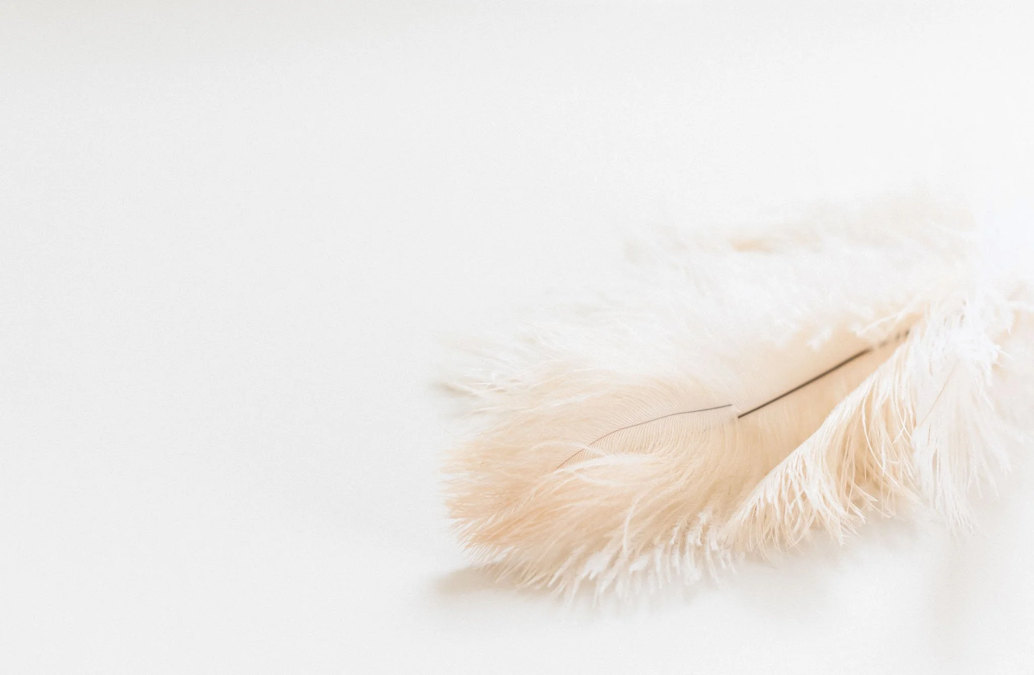 A soft, weightless feather on a white background, symbolising the light-touch precision and clarity behind creating thoughtful packaging mockups.