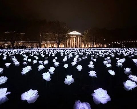 A wide view of the illuminated white rose field covering Duke of York Square as part of the Ever After Garden installation.