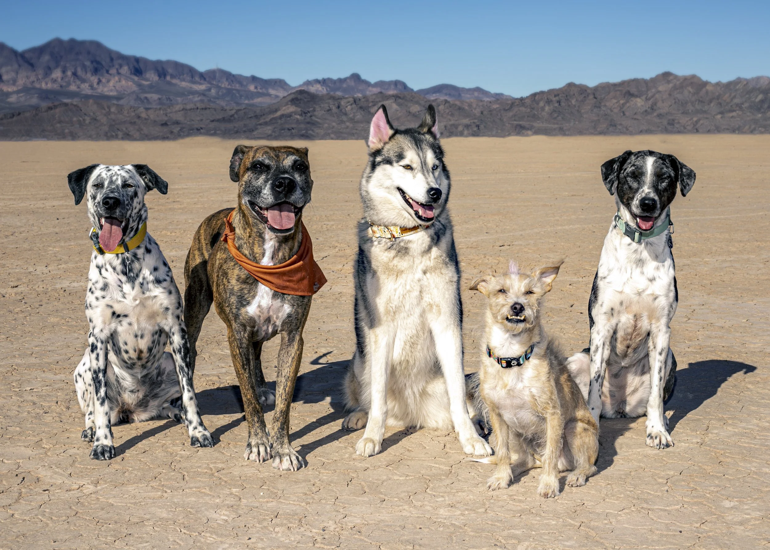 28_Portfolio_Craft_Dogs.jpg