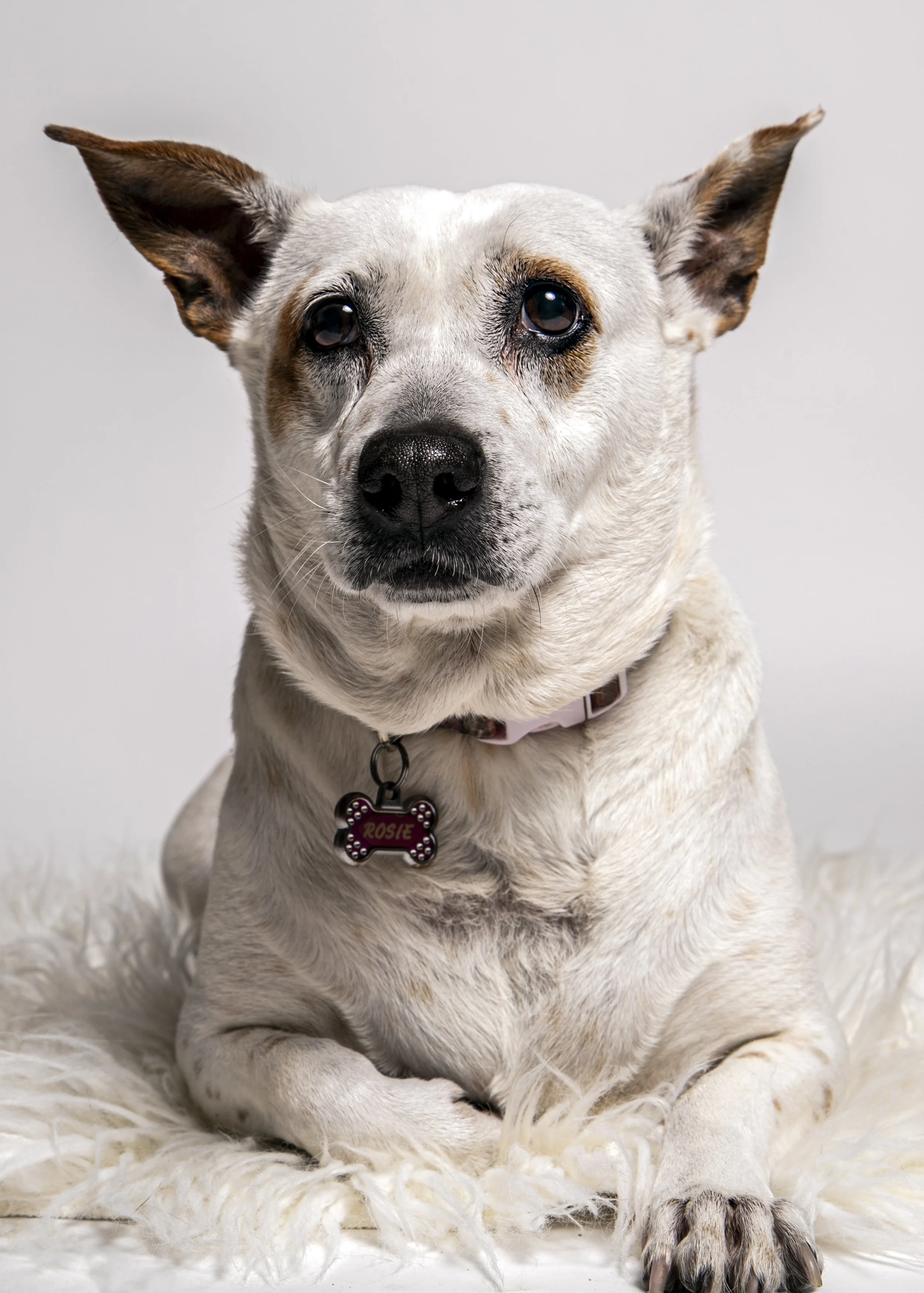 Rosie_2.jpg