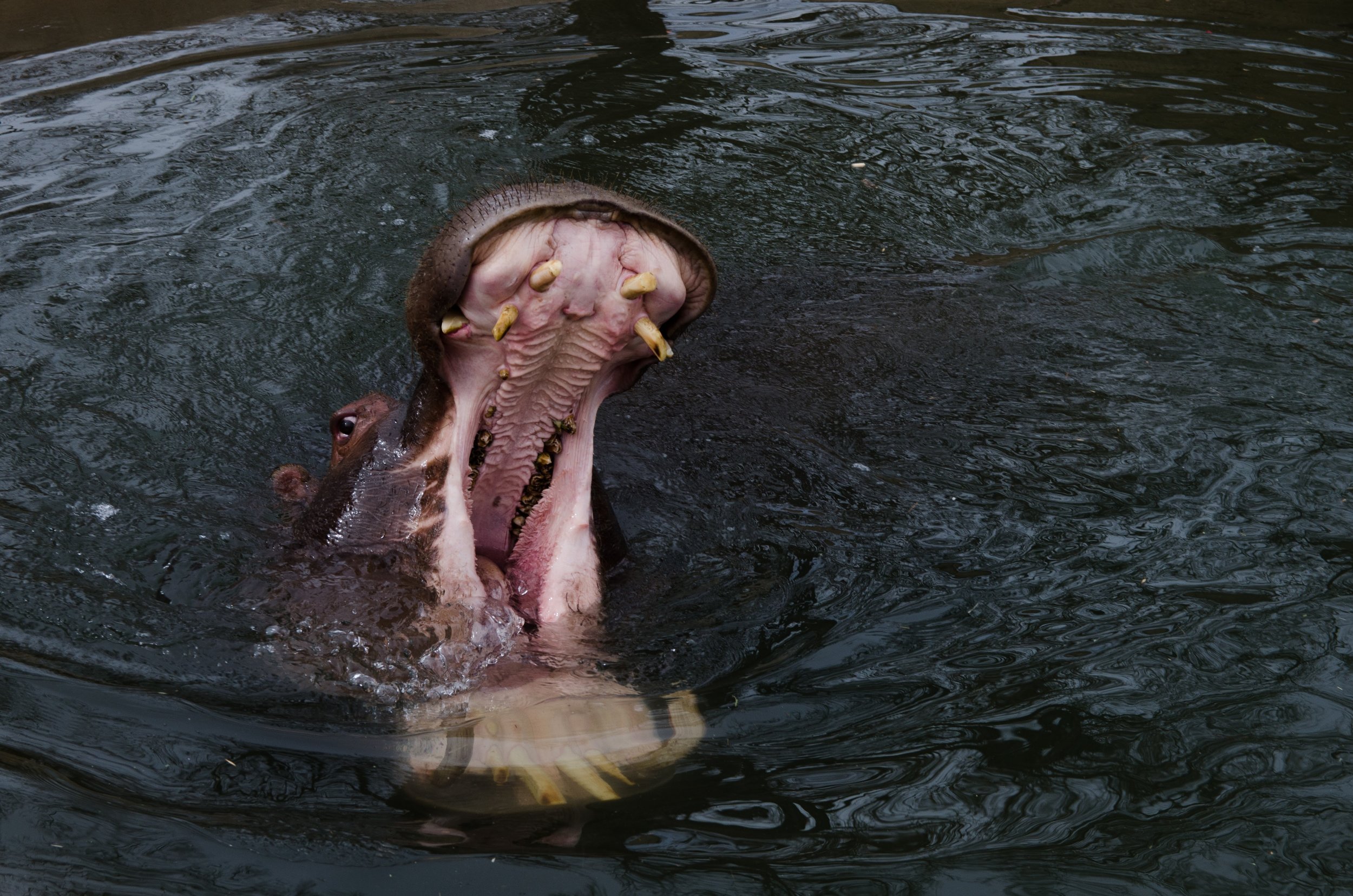 The Mouth of the Hippo