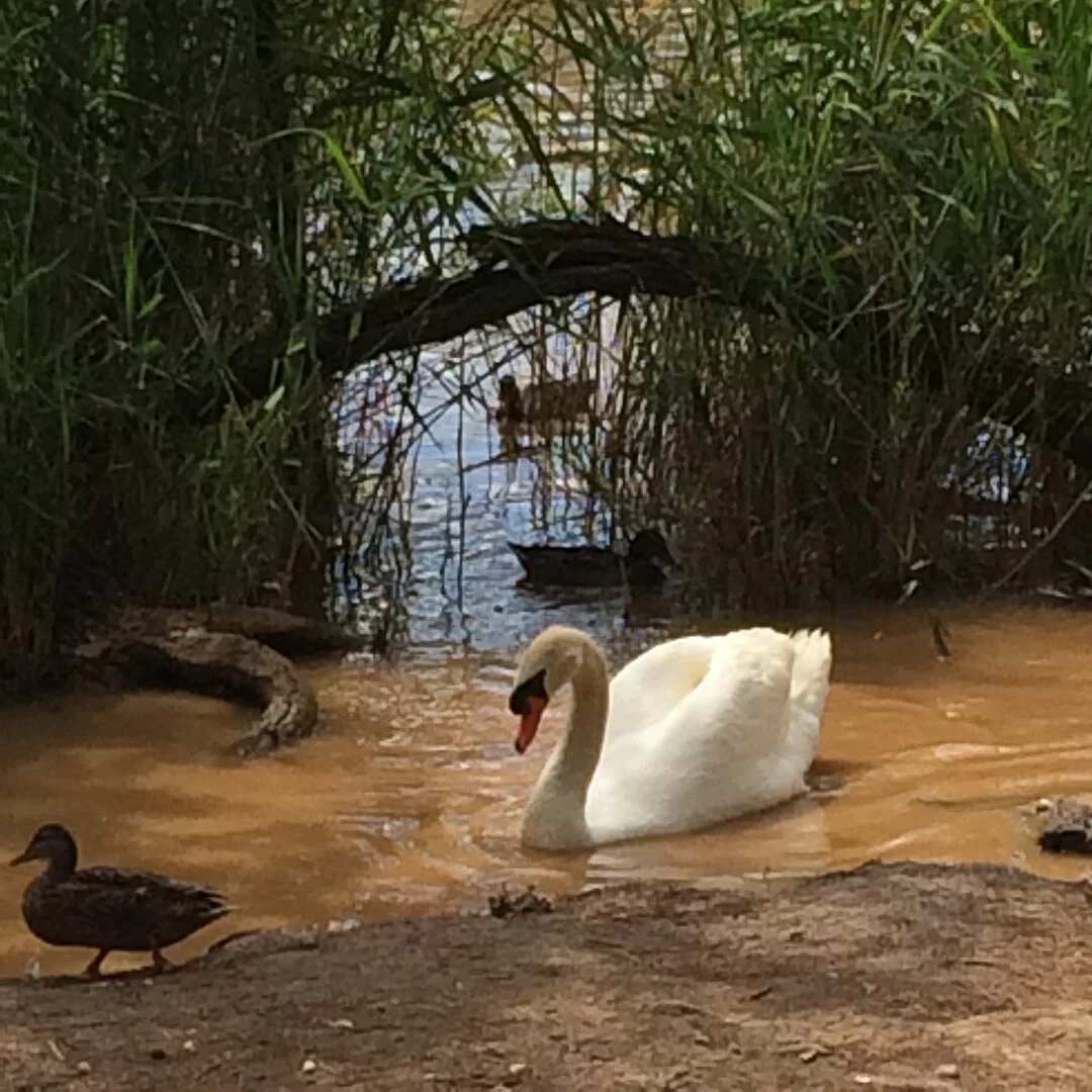 Slow Dreams in Spain