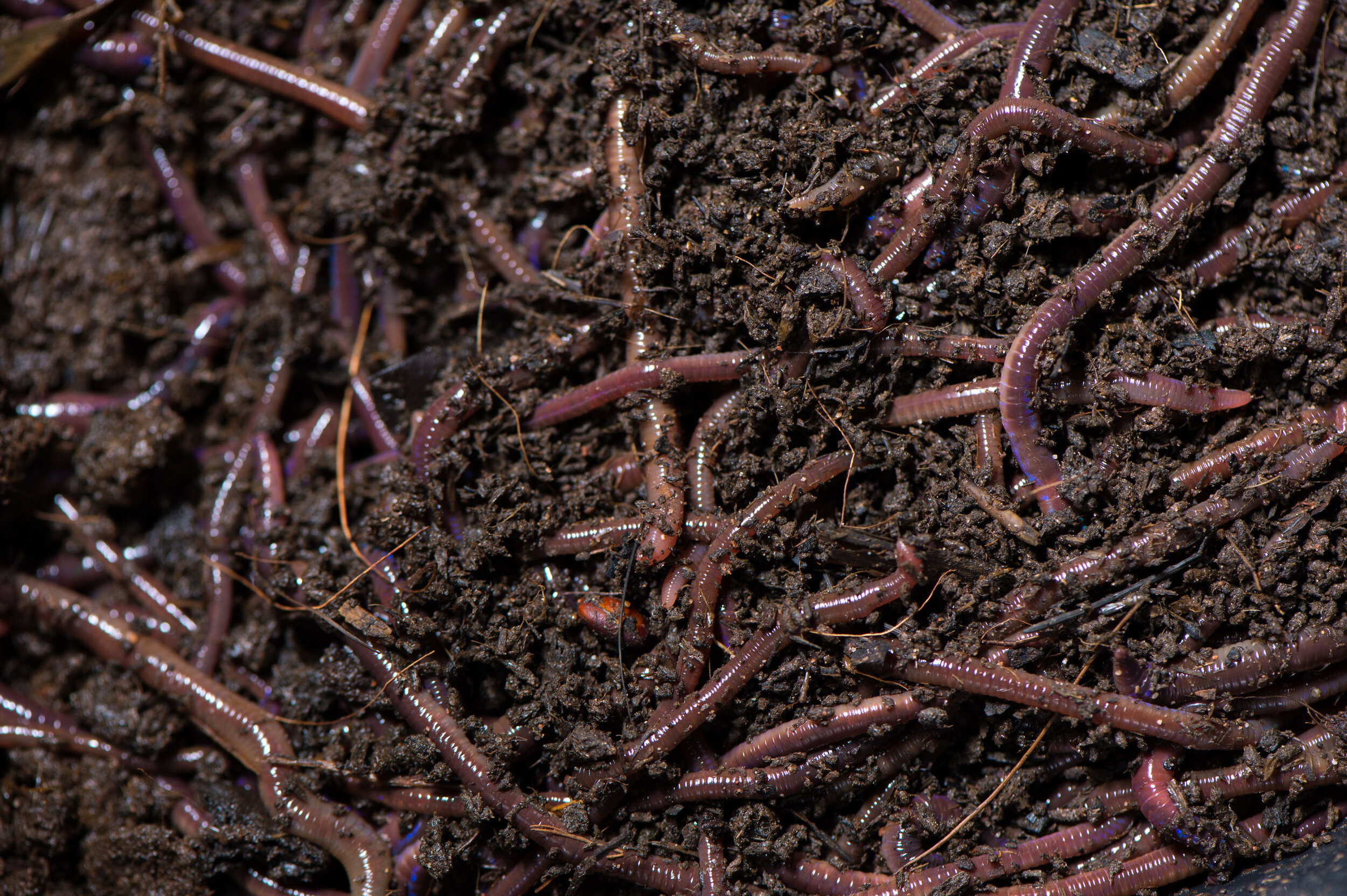 Image of A close-up of vermicompost