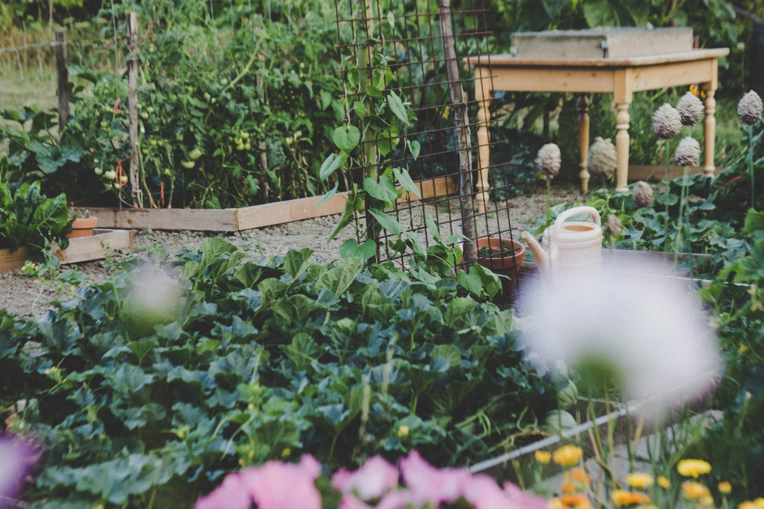 What is the Magic Amount of Sunlight to Grow Maximum Veggies?