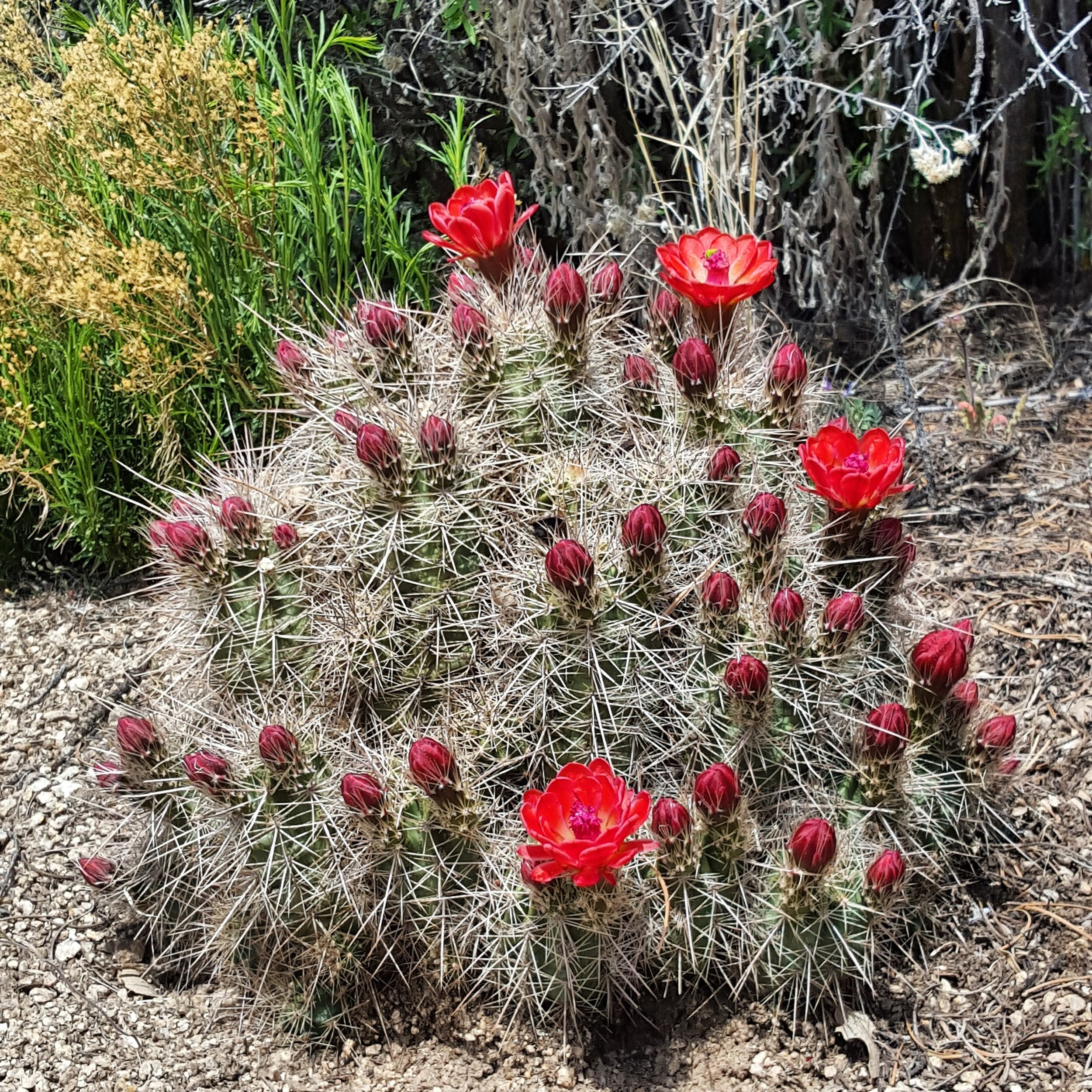 Flowering+Desert+Cactus.jpg