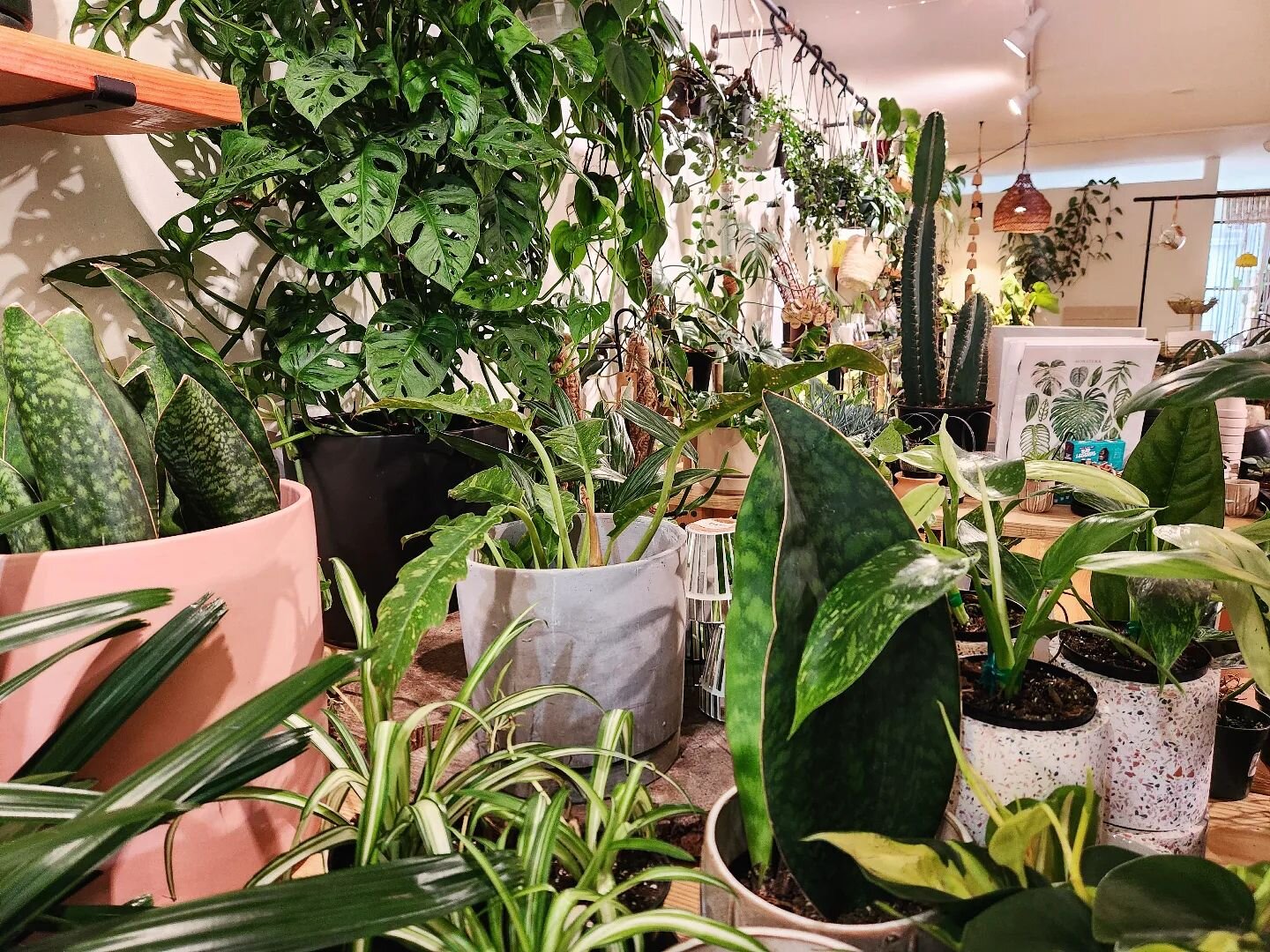 Have you checked out all the new plants we recently got in? 🌿🖤

Some have never been in the shop before and have definitely been on our wishlists!!

Open until 6 pm today!

See you soon!
. 
.

#shoplocal 
#shopsmall 
#shoplongisland 
#wildportjeff 