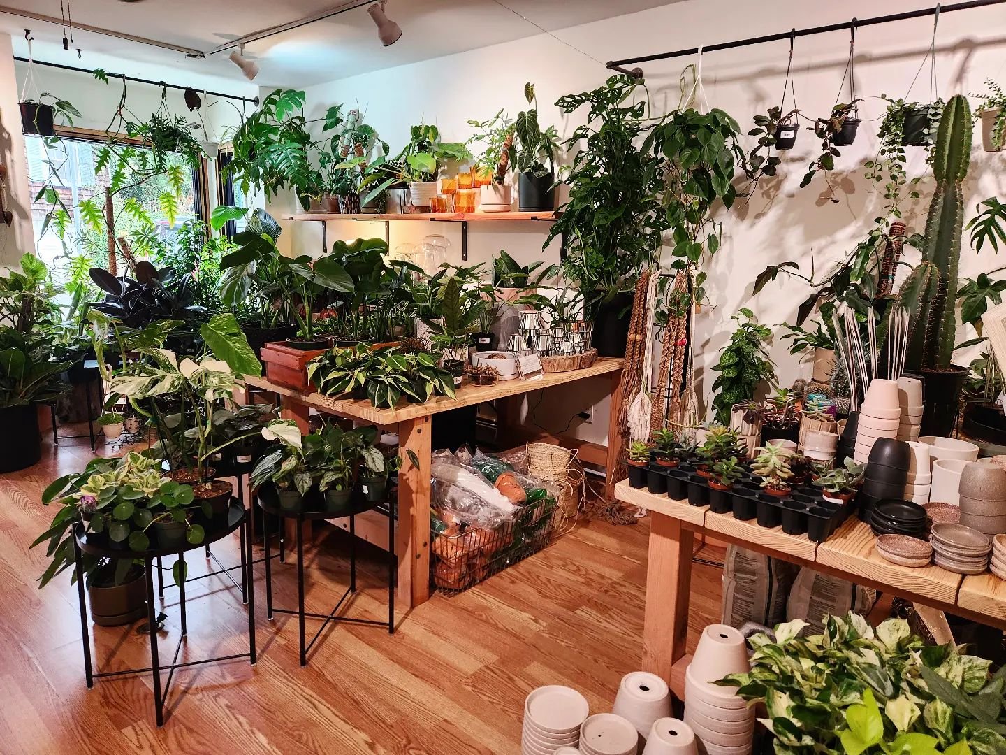 We're closed today, but we'll see you tomorrow! 🌿🖤

And we're open all weekend too!!

See you soon!
.
.

#shoplocal 
#shopsmall 
#shoplongisland 
#wildportjeff 
#houseplantshop 
#plantshop 
#portjefferson 
#longisland