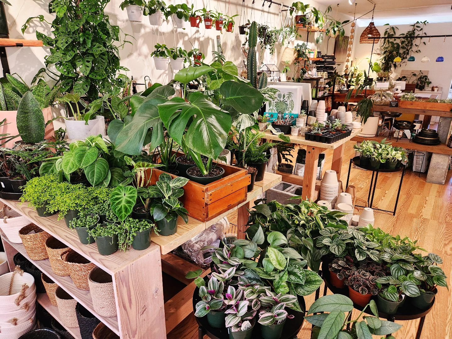 It's a beautiful day!! 

Fresh restock for the week in the shop! 🌿🖤

See you soon! 
.
.

#shoplocal 
#shopsmall 
#shoplongisland 
#plantsmakepeoplehappy
#wildportjeff 
#houseplantshop 
#plantshop
#portjefferson 
#longisland