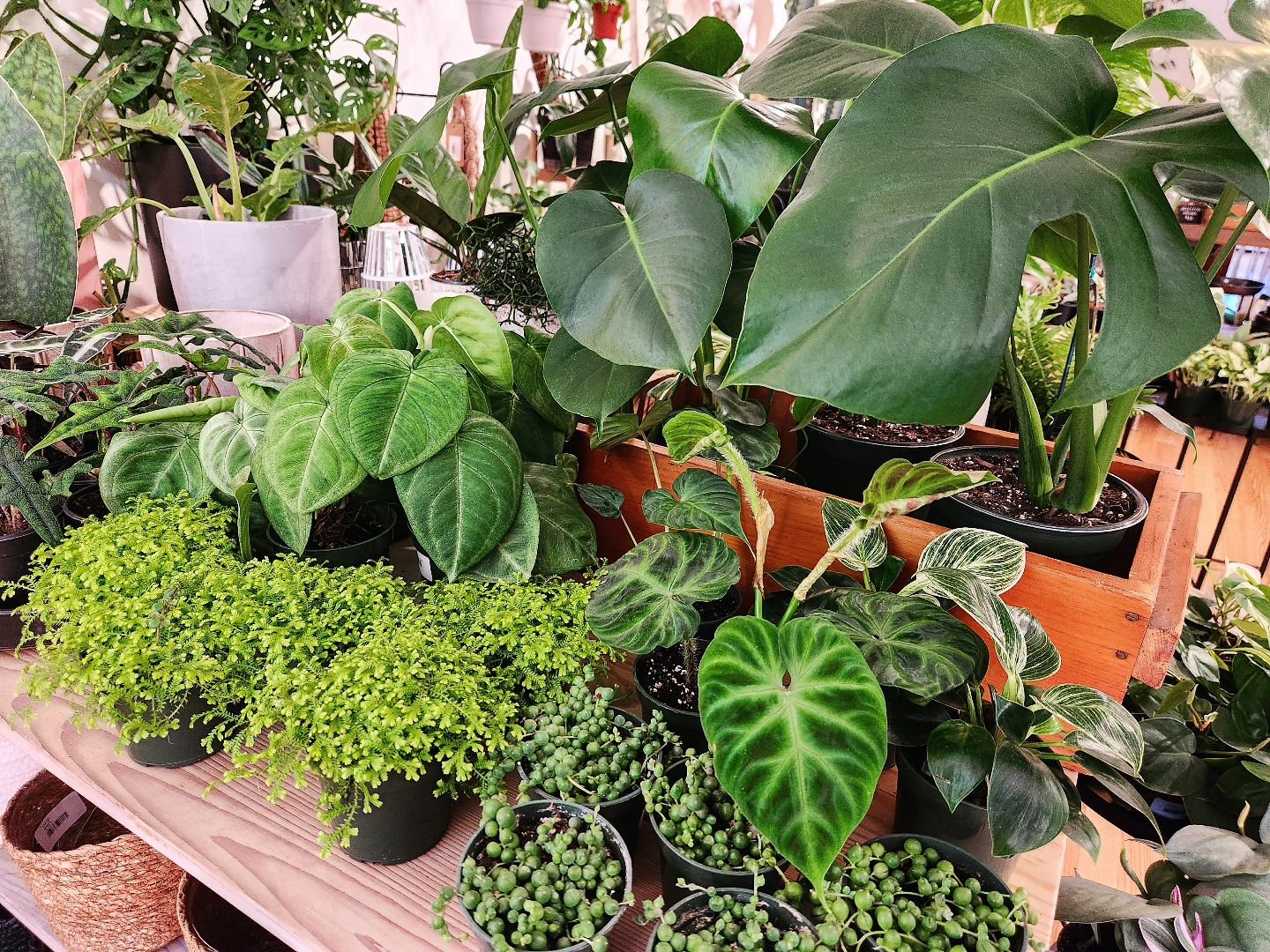 Brighten up this day with a new plant! 🌿🖤

[In this picture are some plants we haven't seen in a while - Syngonium chiapense 'Frosted Heart', Alocasia 'Jacklyn', Alocasia 'Bambino']

We're here until 6 pm!

See you soon! 
.
.

#shoplocal 
#shopsmal