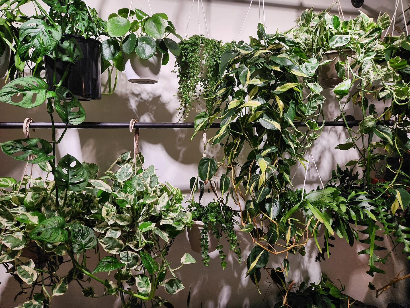 How many plant varieties do you see? 🌿🖤

We're open at 11 today and here until 6 pm! 

See you soon!
.
.

#shoplocal 
#shopsmall
#shoplongisland 
#plantsmakepeoplehappy 
#plantlover 
#wildportjeff
#houseplantshop 
#plantshop 
#portjefferson 
#longi