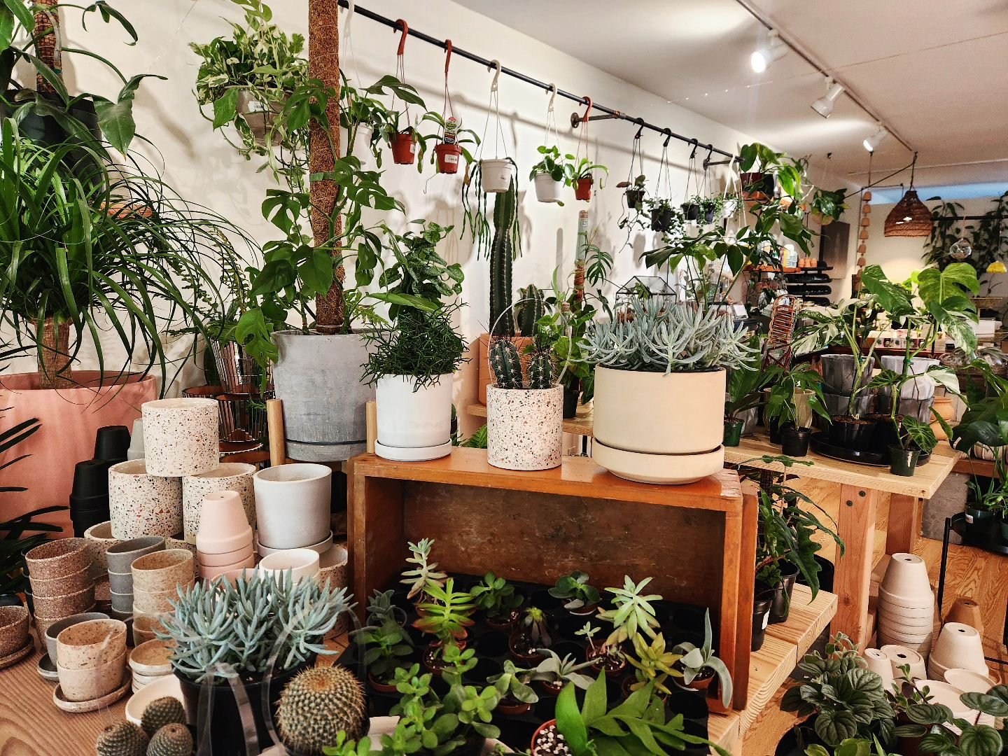 Shops open 11 to 6 pm today! 🌿🖤

We got a few goodies in as well! You definitely want to see them!!

See you soon!
.
.

#shoplocal 
#shopsmall 
#shoplongisland 
#collectorplants 
#wildportjeff 
#houseplantshop 
#plantshop 
#portjefferson 
#longisla