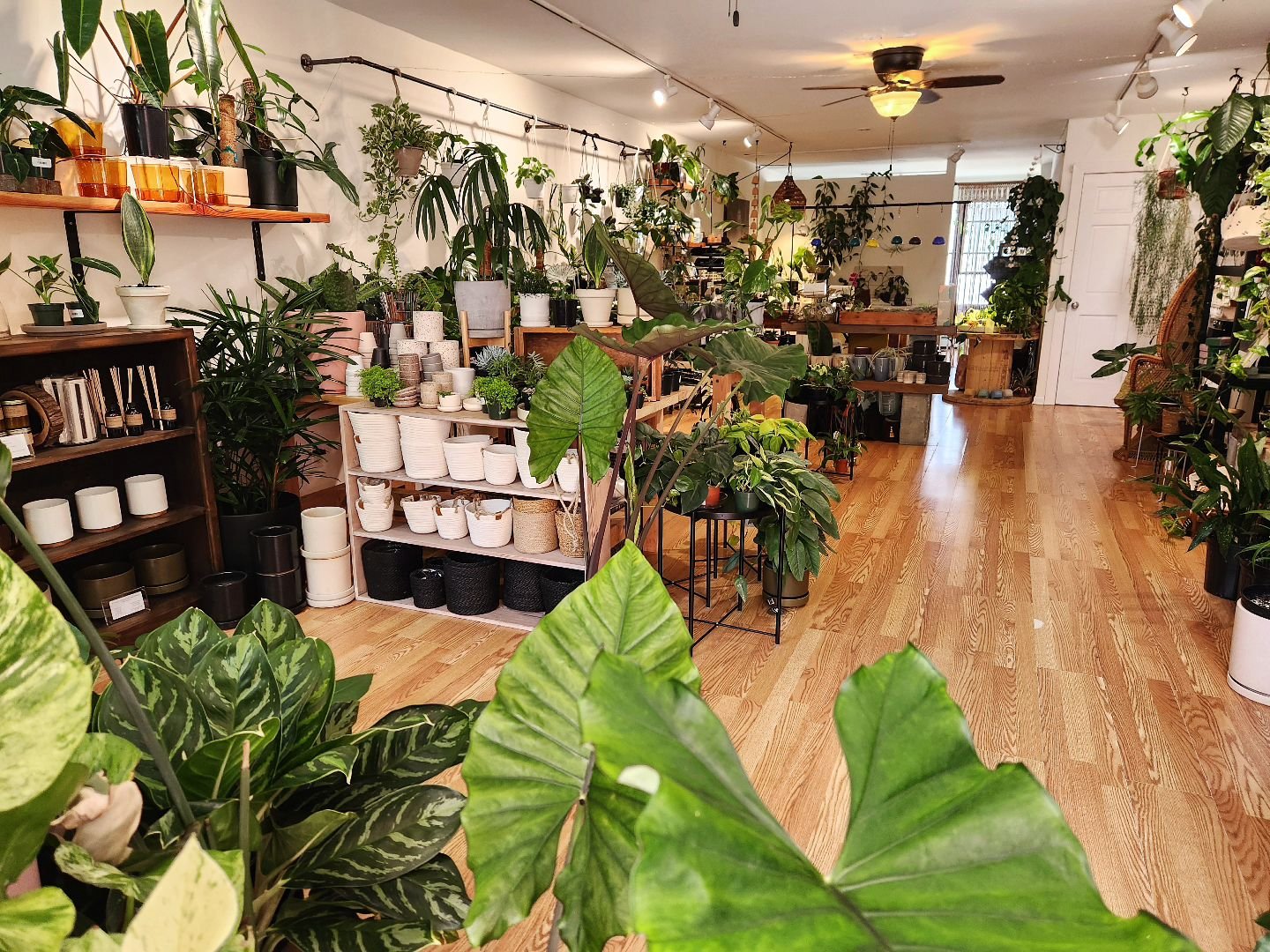 Bunch of new plants in the shop! 🌿🖤

Mother's Day is in 3 days!!

We're here until 6 pm.

See you soon!
.
.

#shoplocal
#shopsmall 
#shoplongisland
#mothersday
#plantsmakepeoplehappy
#wildportjeff 
#houseplantshop 
#plantshop 
#portjefferson 
#long