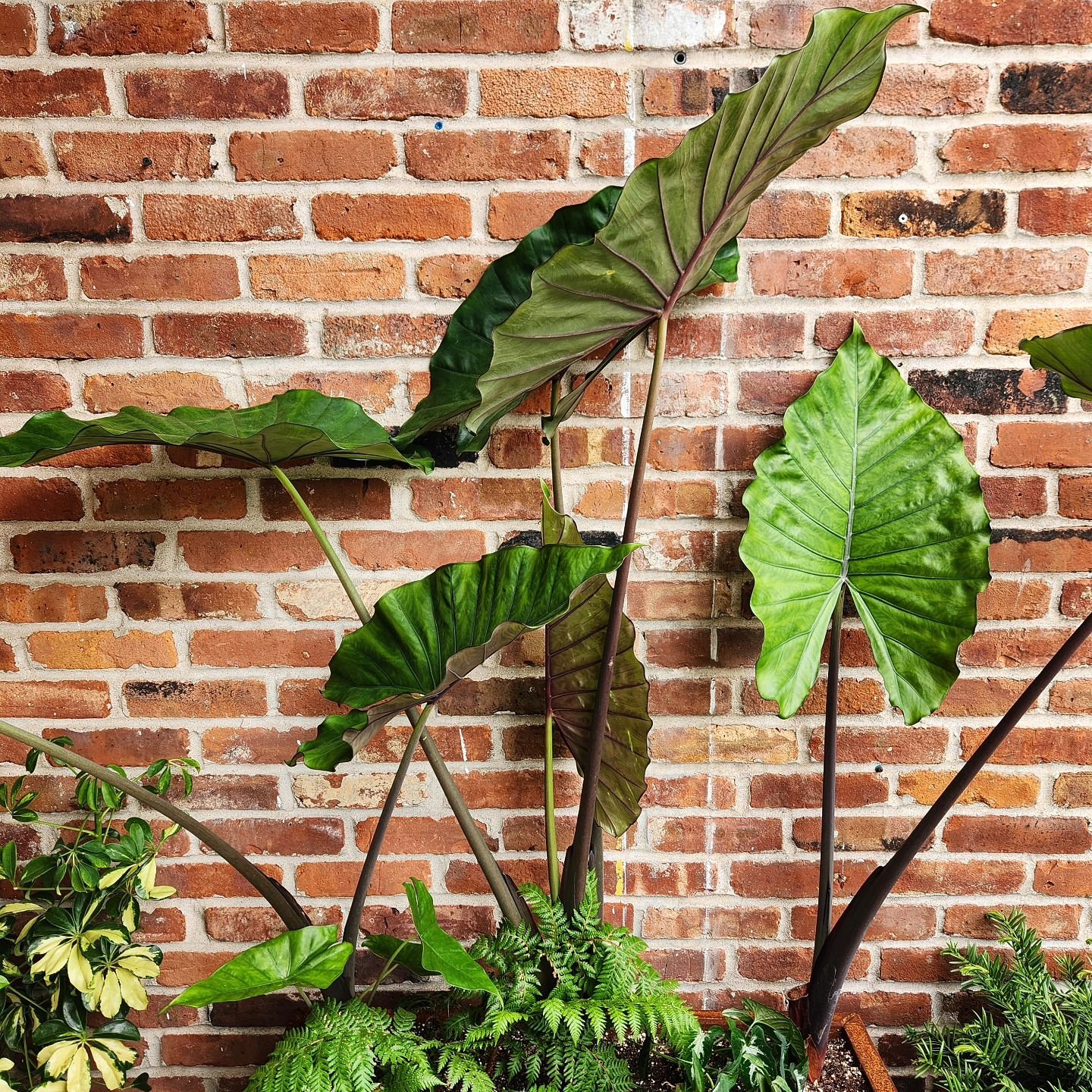 It's finally that time of the year when your indoor plants can safely move outside for the summer!! 🌿🖤

Our tropical collection we care for so much indoors all winter will absolutely love their summer outside and reward you with amazing new growth!