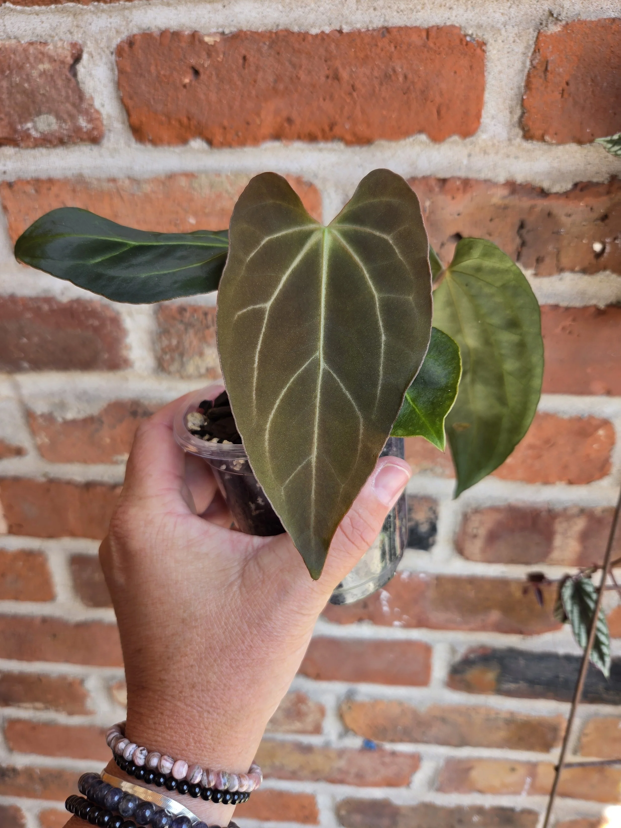 Anthurium magnificum x carlablackie